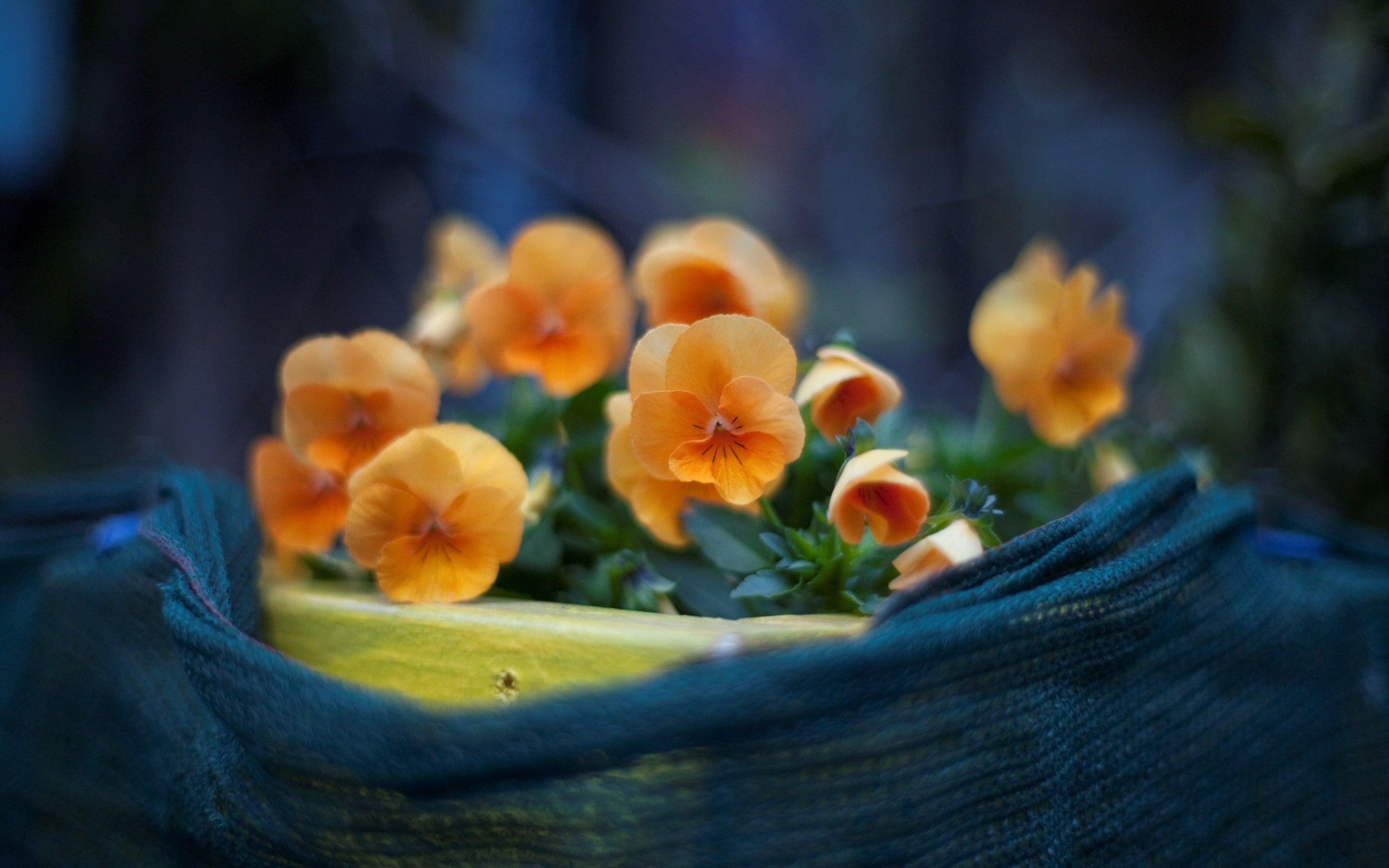 Yellow, Pansy, potted, Flowers, orange, 2K, Petals, pansies, HD Wallpaper