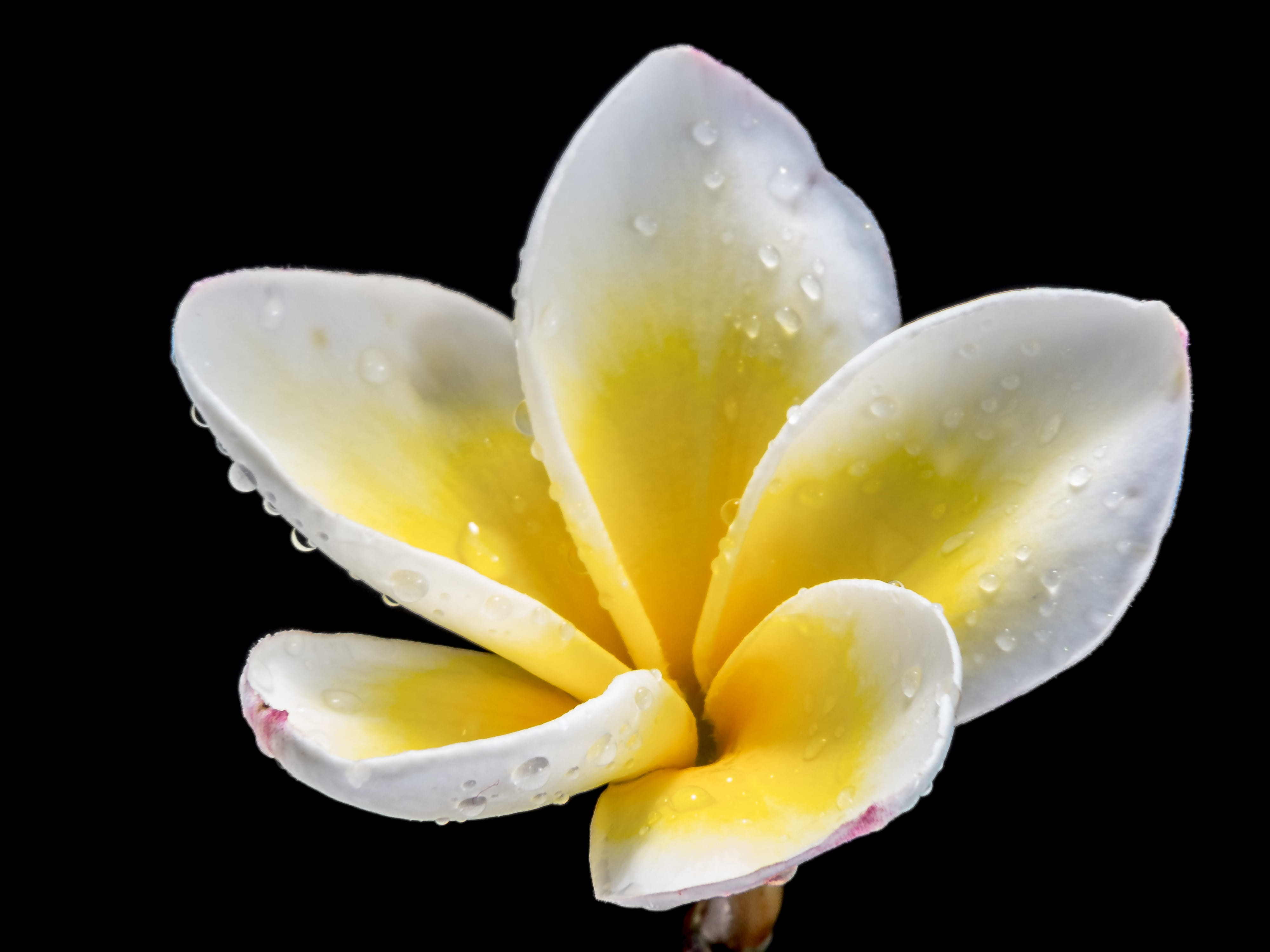 wet, frangipandi, exotic, ornamental plant, Yellow, petals, water, flor de cebo, petal, nature, flora, Blossom, petaled, softness, tropical Climate, no people, HD Wallpaper