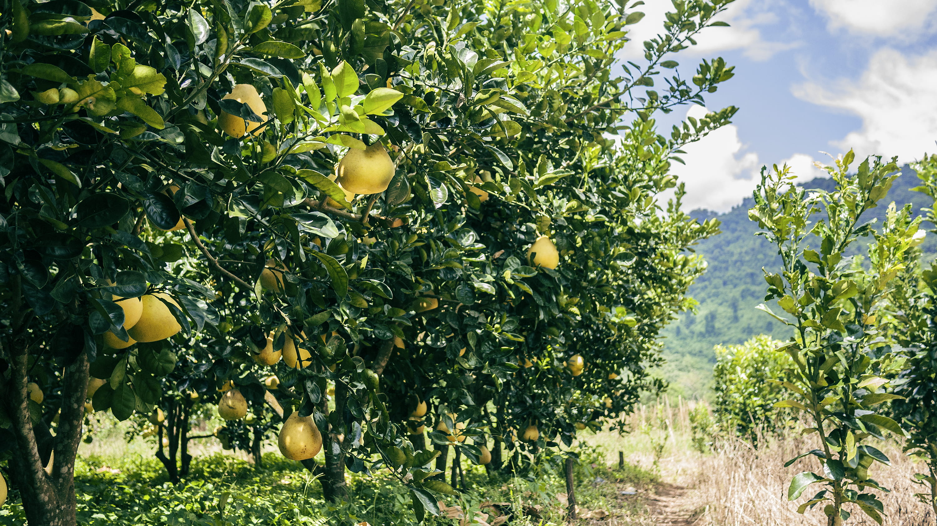 orange, pottery, green, lemon, fruit tree, food, tree, pomelo, herbs, grapefruit, trees, wellbeing, agriculture, yellow, plant part, 2K, fruit, planter, HD Wallpaper