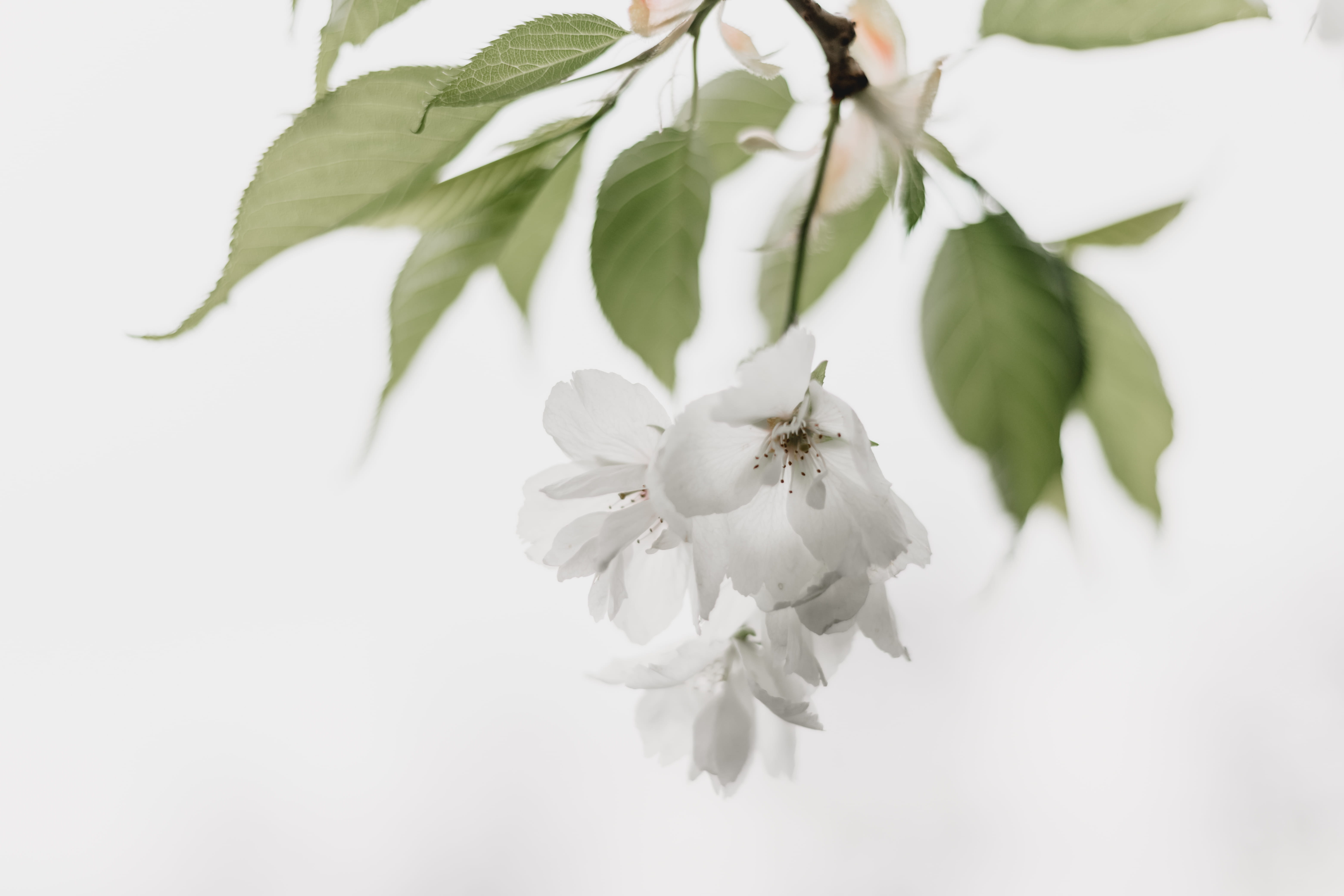 planter, animal, flowering plant, herbs, studio shot, 5K, flower, tree, flower head, close-up, banister, white background, cherry blossom, no people, handrail, HD Wallpaper