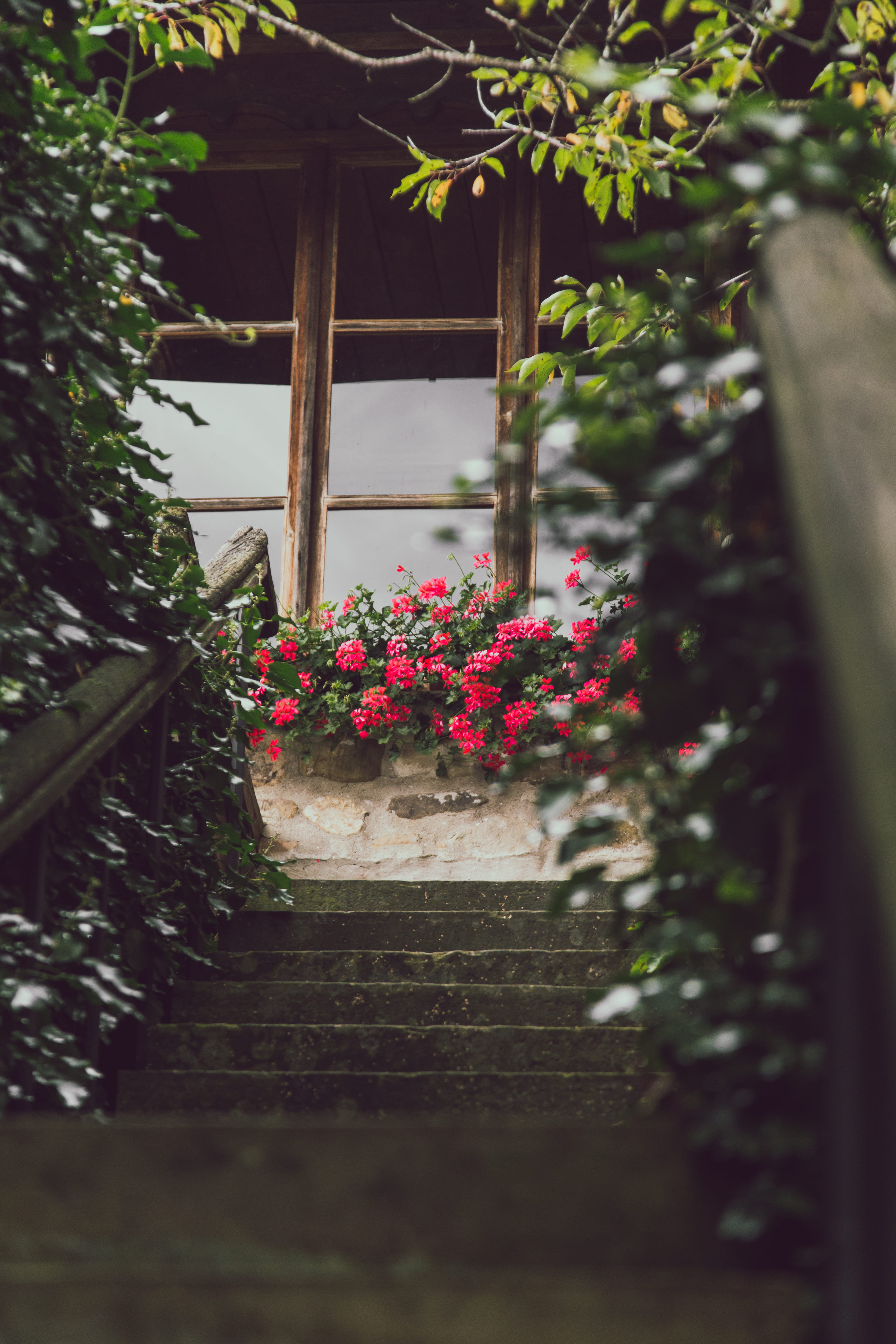 flower pot, stairs, pottery, leaf, blossom, 5K, flora, selective focus, glass, building exterior, freshness, stair case, porch, beauty in nature, patio, Phone HD Wallpaper