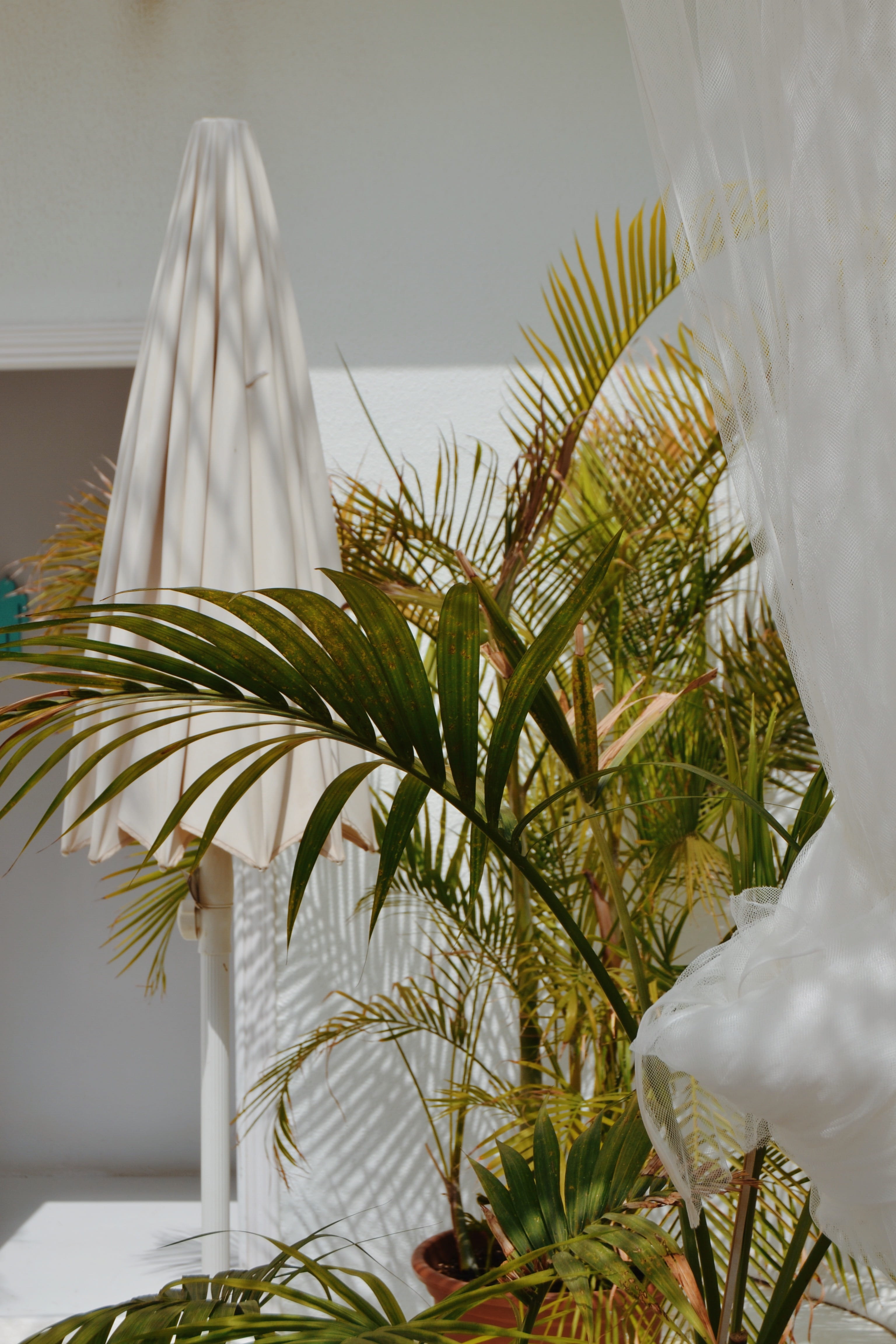 freshness, tropical climate, blossom, water, green color, palm leaf, close-up, tree, growth, pot, palm tree, vase, spain, potted plant, umbrella, the beach star ibiza, Phone HD Wallpaper