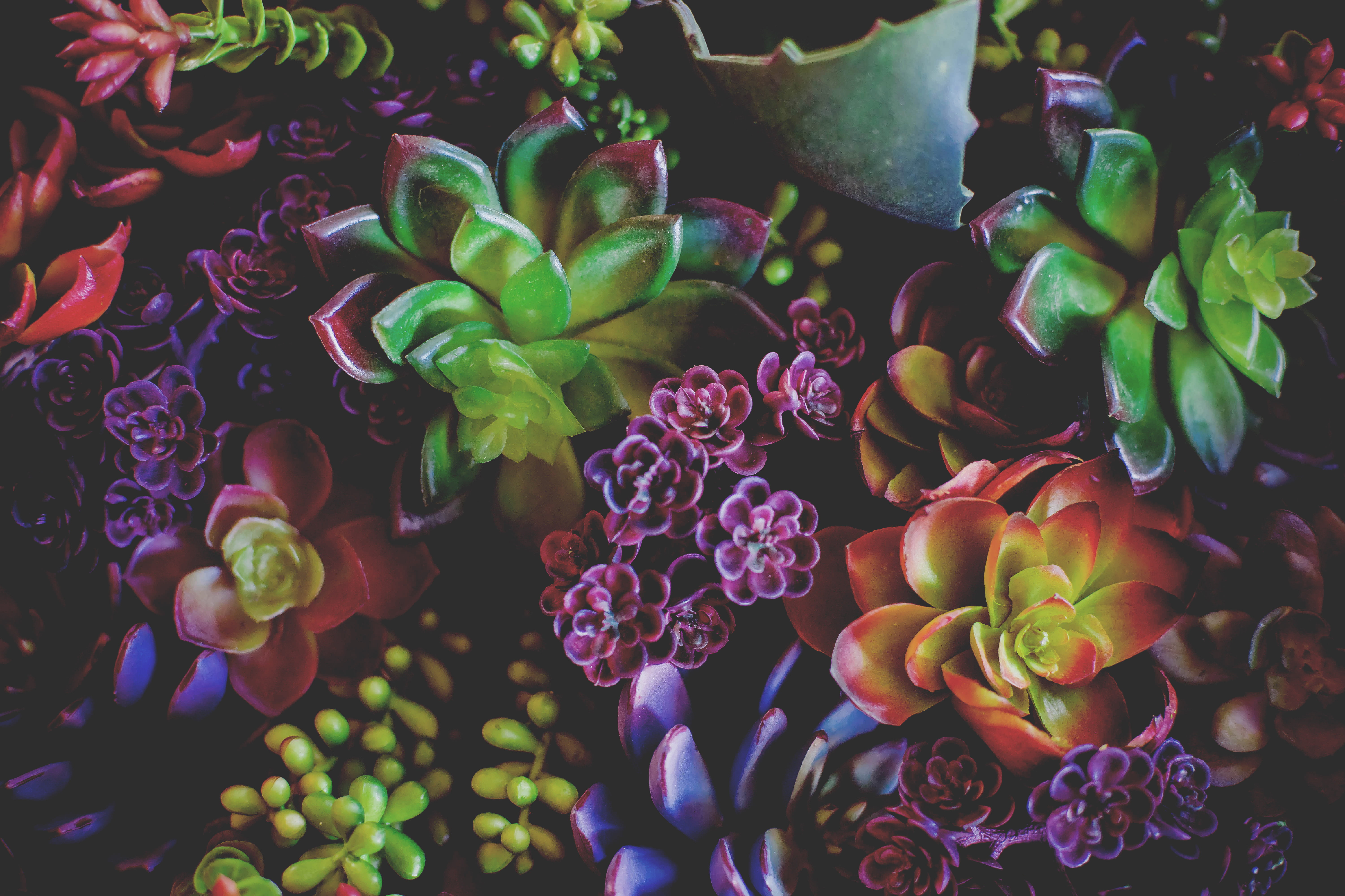 green Color, close-up, assorted, beauty In Nature, illustration, backgrounds, vulnerability, leaves, no people, choice, blossom, biology, houseplants, lot, HD Wallpaper