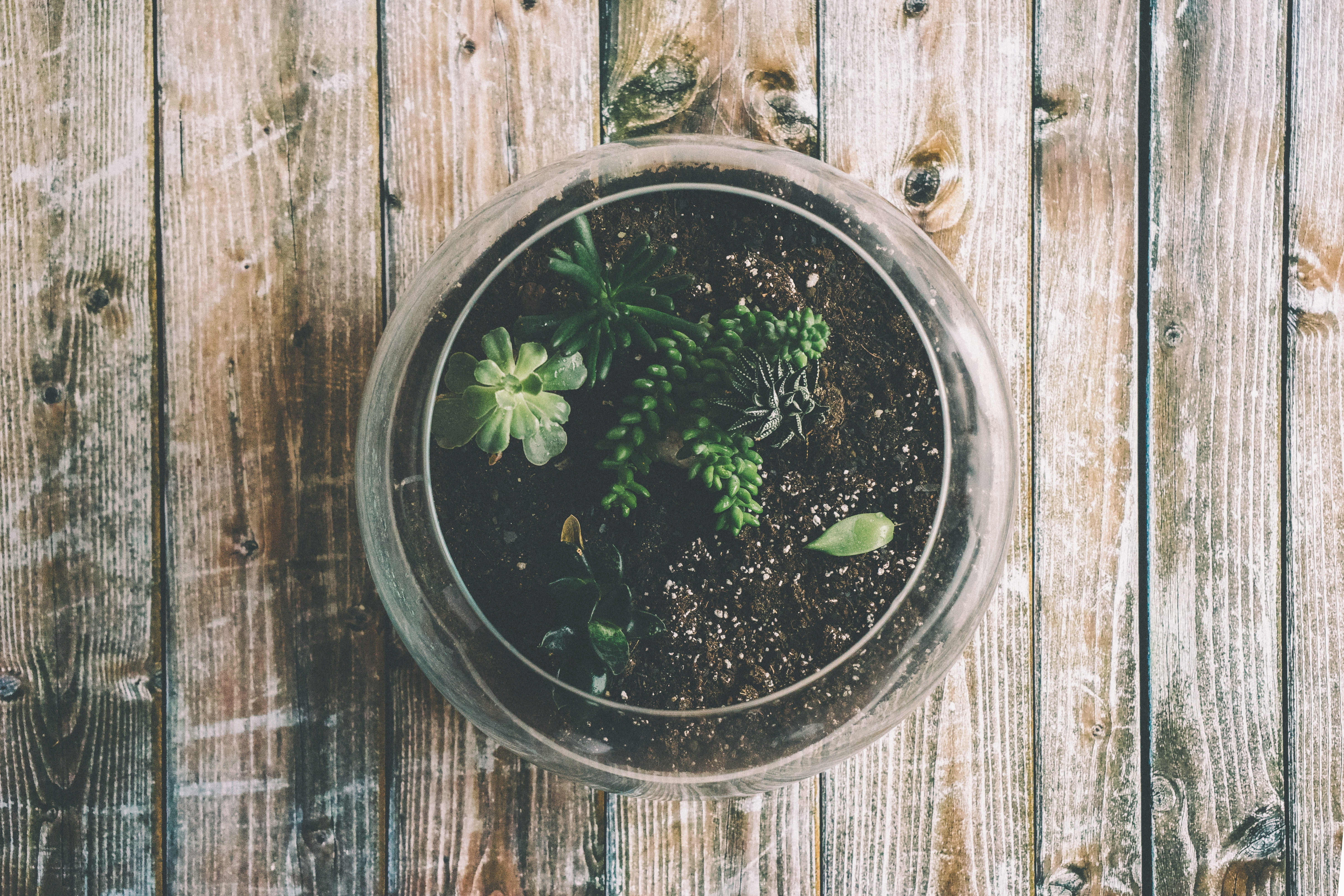 no People, table, wood - Material, organic, directly above, succulent, flower pot, day, houseplant, geometric shape, outdoors, plant, pot, brown, rustic, HD Wallpaper