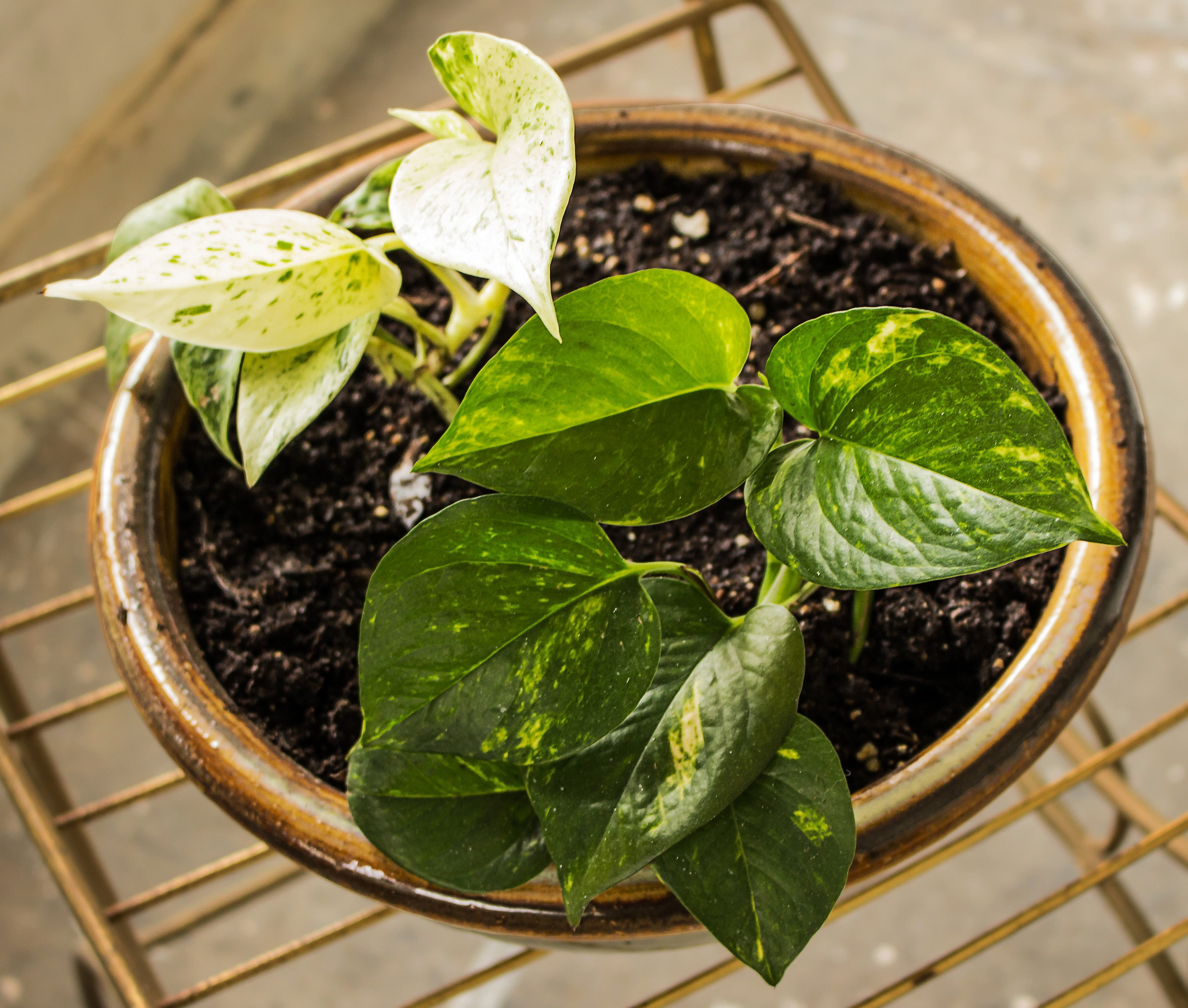 directly above, nature, food and drink, potted plant, high angle view, freshness, close-up, growth, focus on foreground, leaves, beauty in nature, green color, HD Wallpaper
