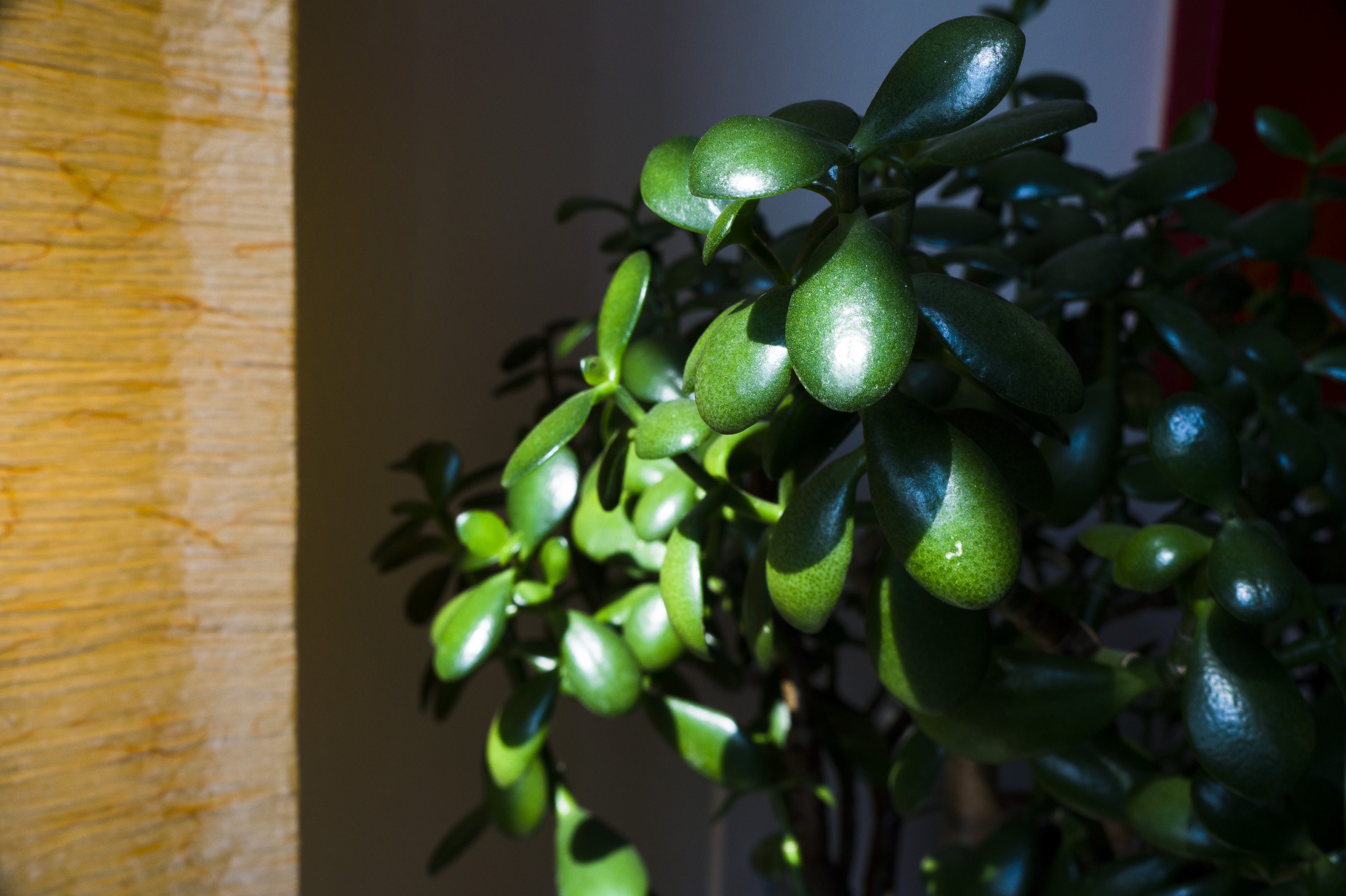 ripe, growth, fruit, healthy eating, plant part, vegetable, agriculture, green, sunlight, no people, freshness, plant, focus on foreground, leaf, nature, HD Wallpaper