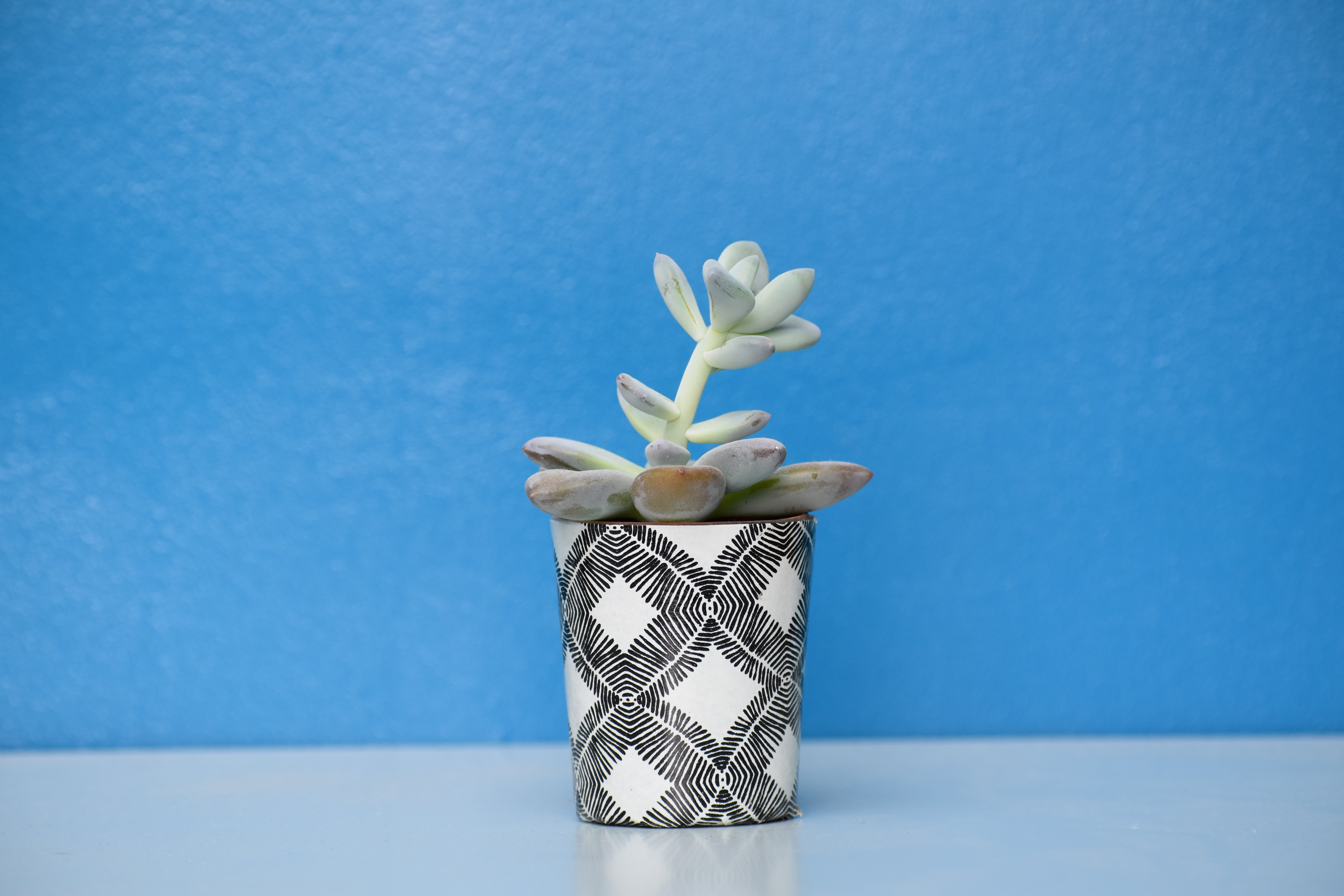 white color, nature, growth, potted plant, birthday, no People, green, single Object, still life, vase, flower, pot, 5K, studio shot, houseplant, gift, HD Wallpaper