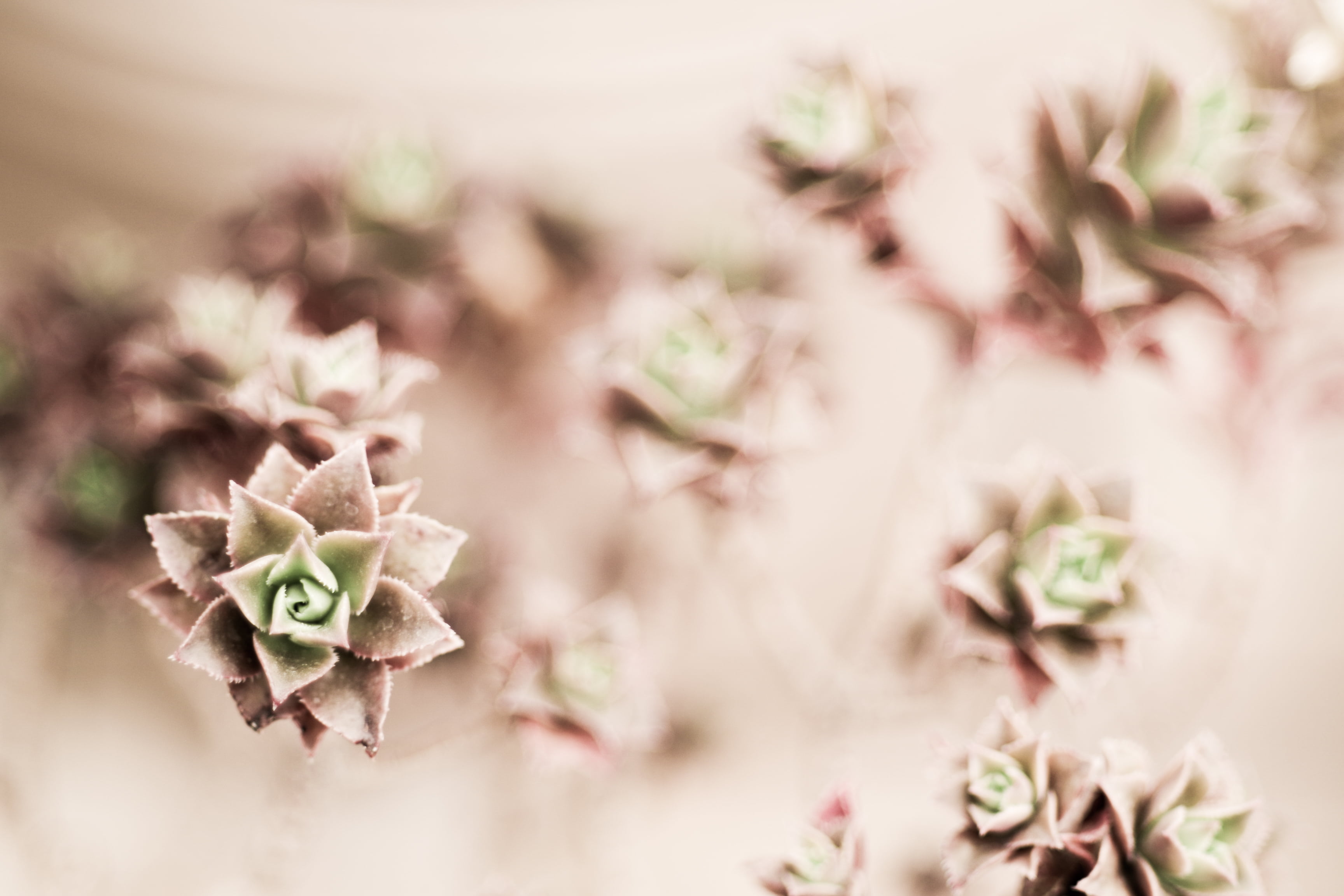 pink Color, houseplant, plant part, pastel colored, no People, nature, green Color, macro, growth, single Flower, vulnerability, fragility, day, flower Head, HD Wallpaper