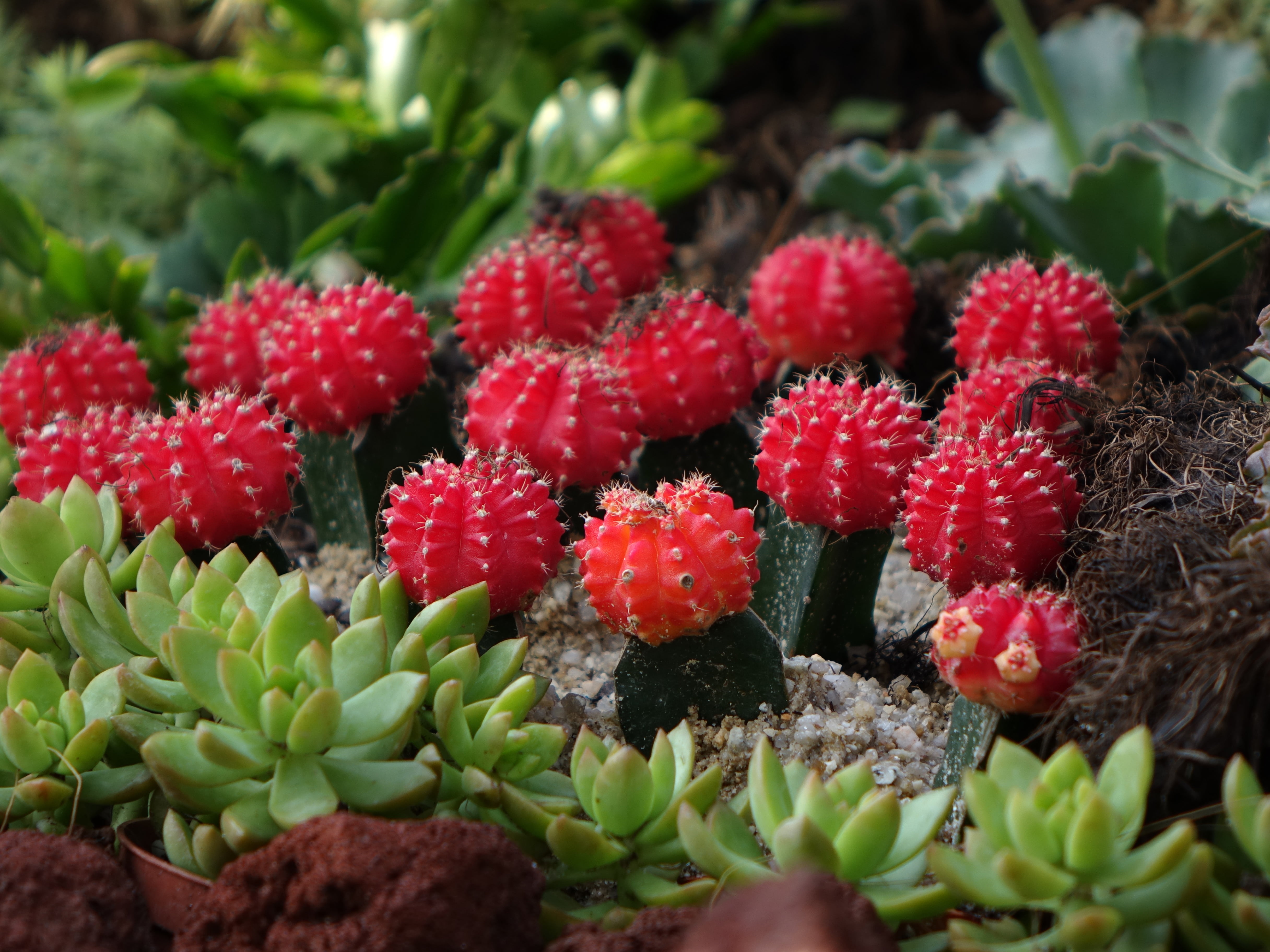 flower, leaf, growth, cactus, gymnocalycium mihanovichii, plant part, houseplant, plant, nature, selective focus, chin cactus, green, soil, day, wild, desert, HD Wallpaper