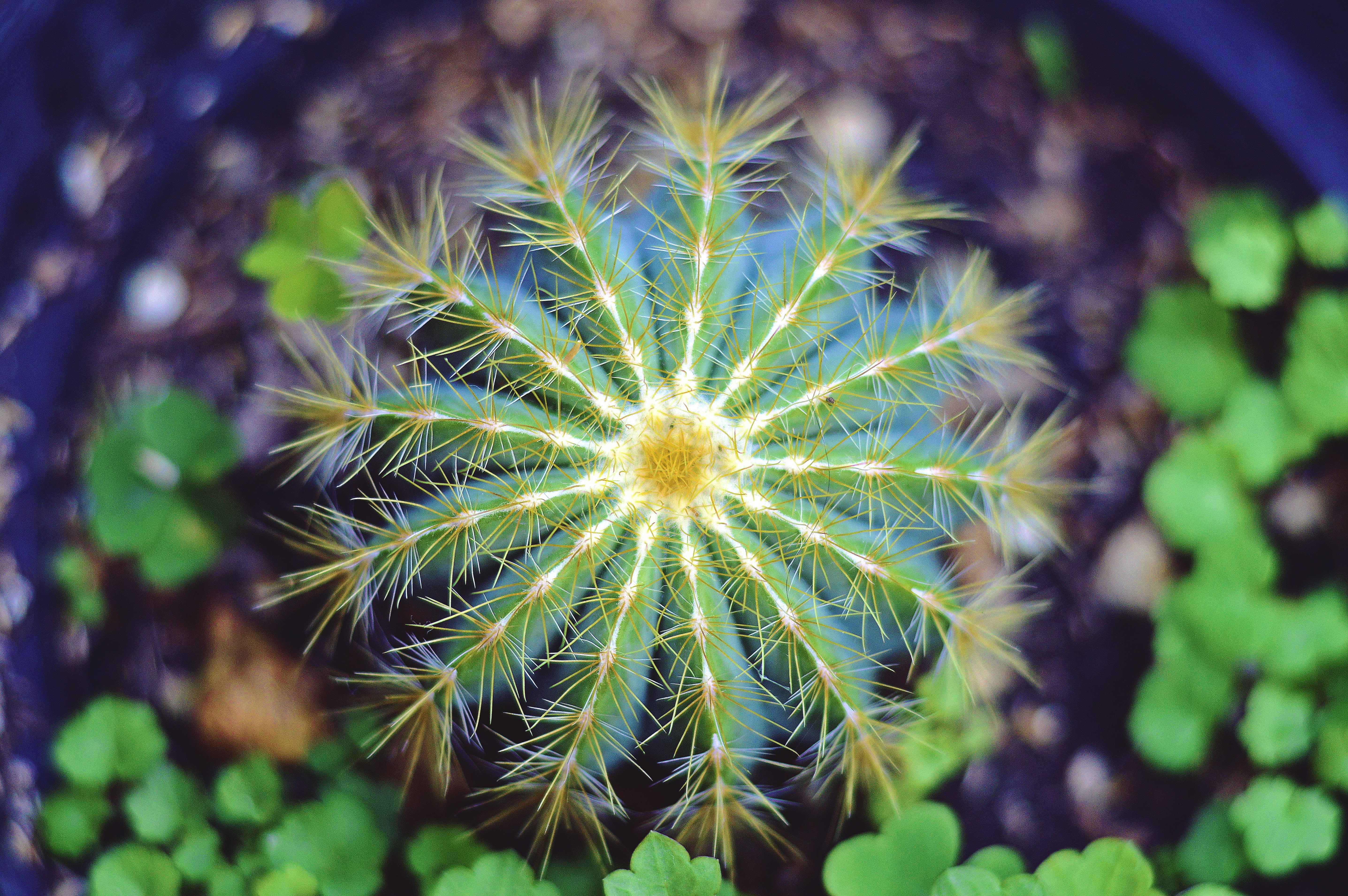 flowering plant, plant, plant part, leaf, succulent, green color, focus on foreground, nature, vulnerability, fragility, green, no people, dandelion seed, HD Wallpaper
