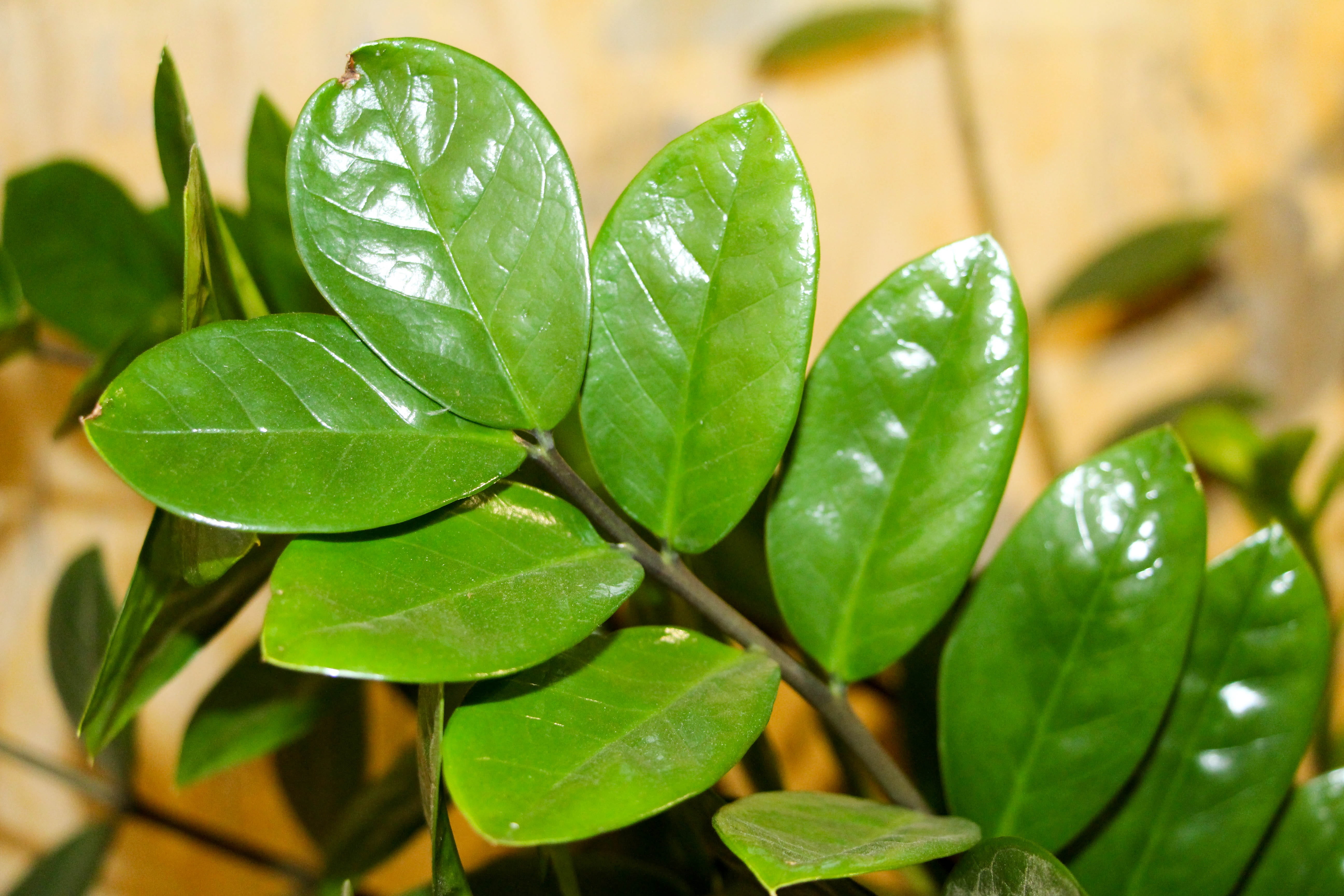 herb, fruit, no people, houseplant, nature, freshness, day, plant part, green plant, fortune spring, 5K, selective focus, green color, water, growth, sunlight, HD Wallpaper