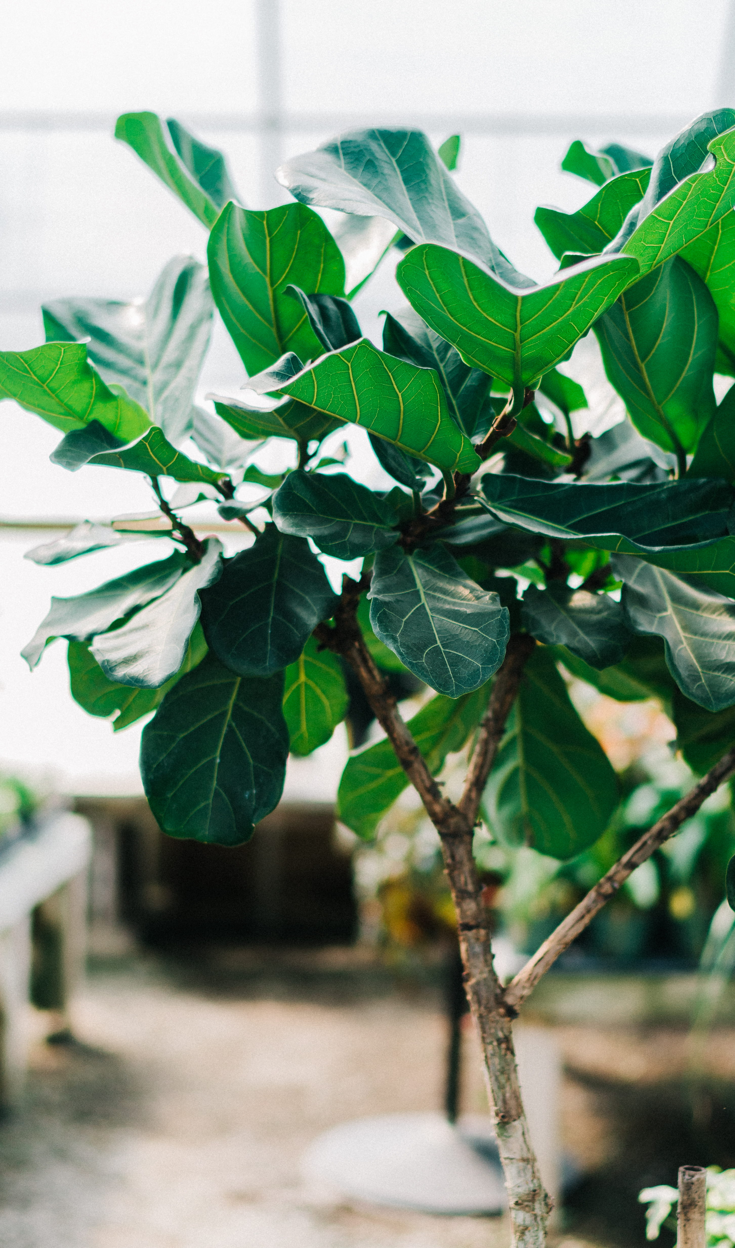food and drink, branch, fiddle leaf fig, food, plant part, no people, freshness, beauty in nature, day, growth, selective focus, fruit, green color, sunlight, Phone HD Wallpaper
