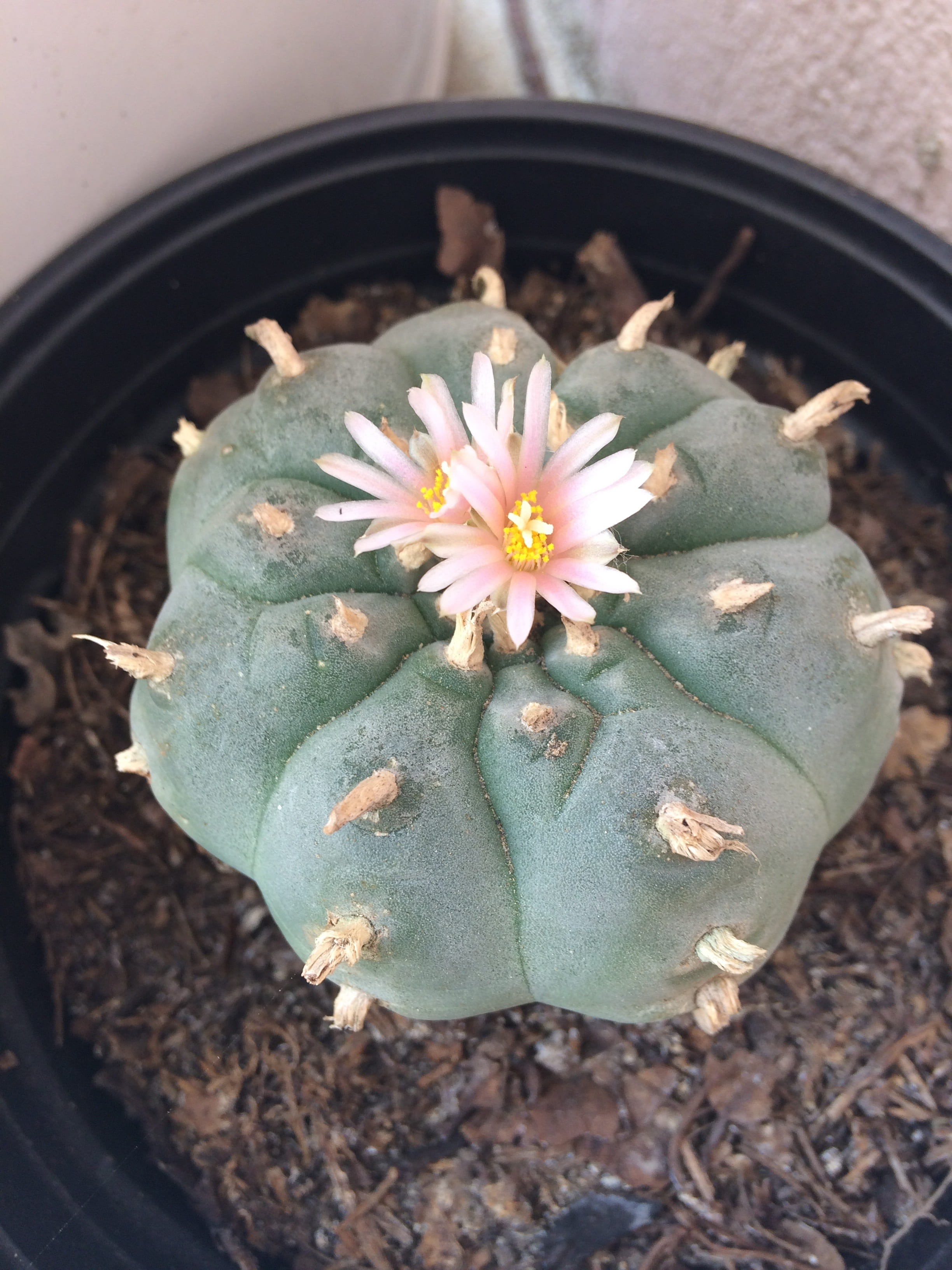 focus on foreground, beauty in nature, flower head, peyote, pollen, cactus, fragility, flowers, high angle view, close-up, day, 2K, growth, flower, petal, Phone HD Wallpaper