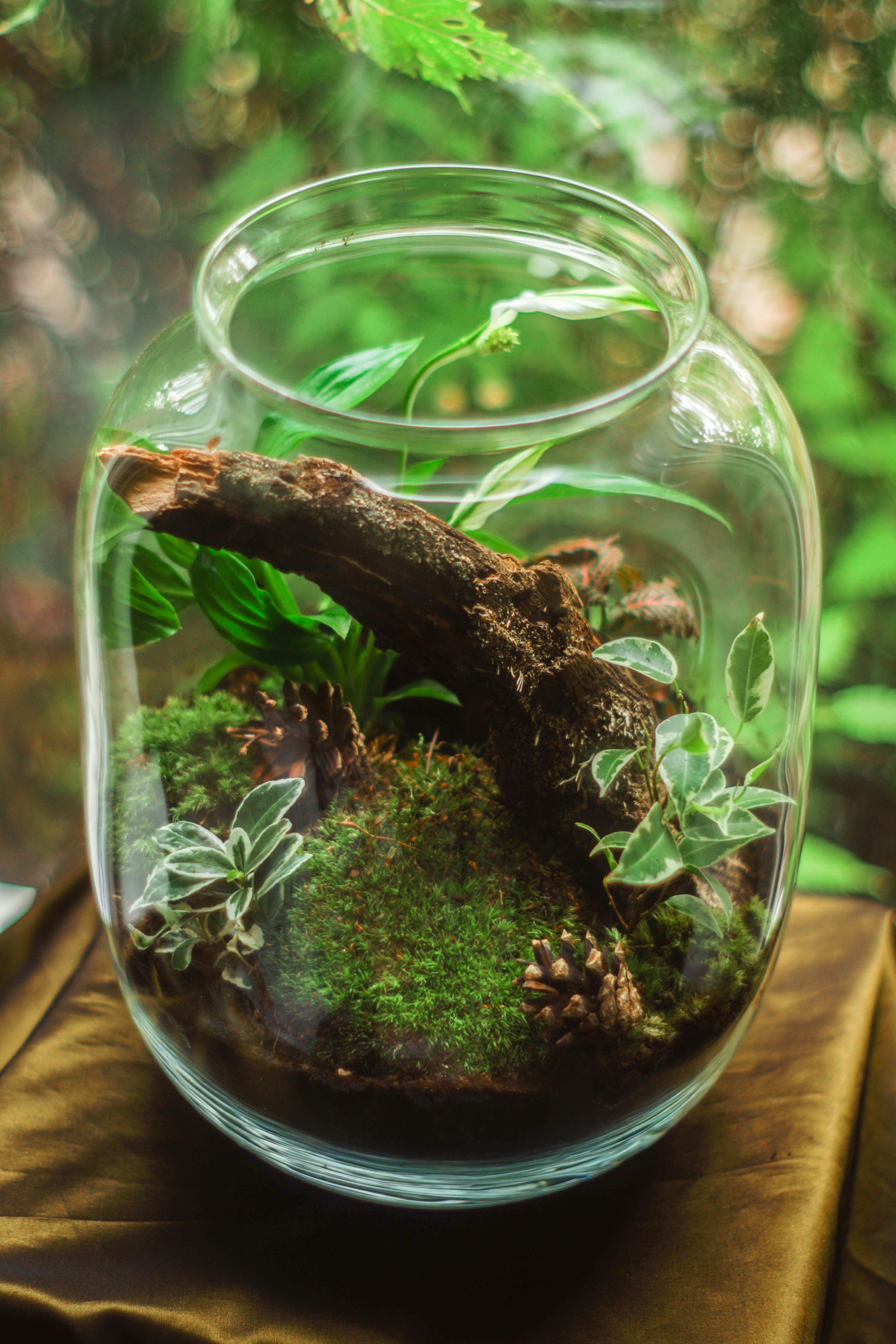 pot, green color, vase, glass - material, plants, moss, home decor, blur, beautiful, table, design, vegetable, terrarium, 5K, jar, flora, nature, freshness, Phone HD Wallpaper