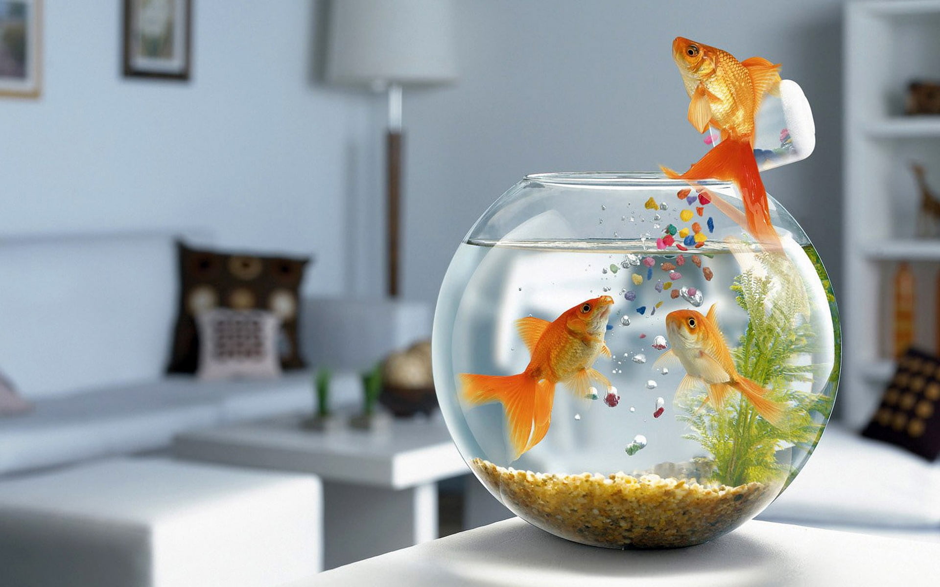 red, 1080P, day, nature, glass, fish, transparent, animal themes, animal, table, domestic animals, water, pets, fish Tank, clear, animal Fin, sea, white, HD Wallpaper