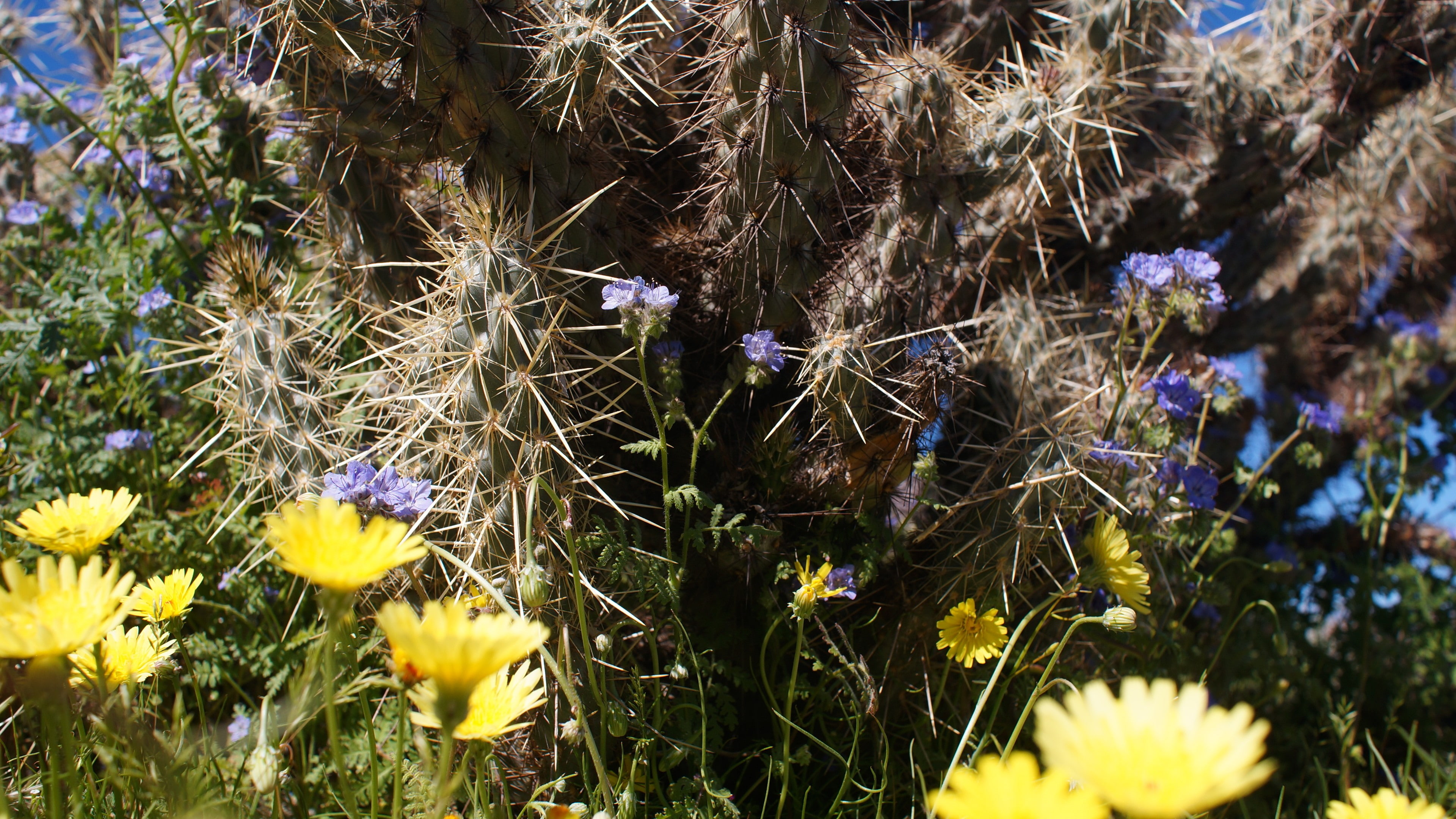 flower, tranquility, day, land, freshness, vulnerability, desert, blue flowers, springtime, fragility, cactus, flowering plant, purple, 4K, petal, no people, HD Wallpaper