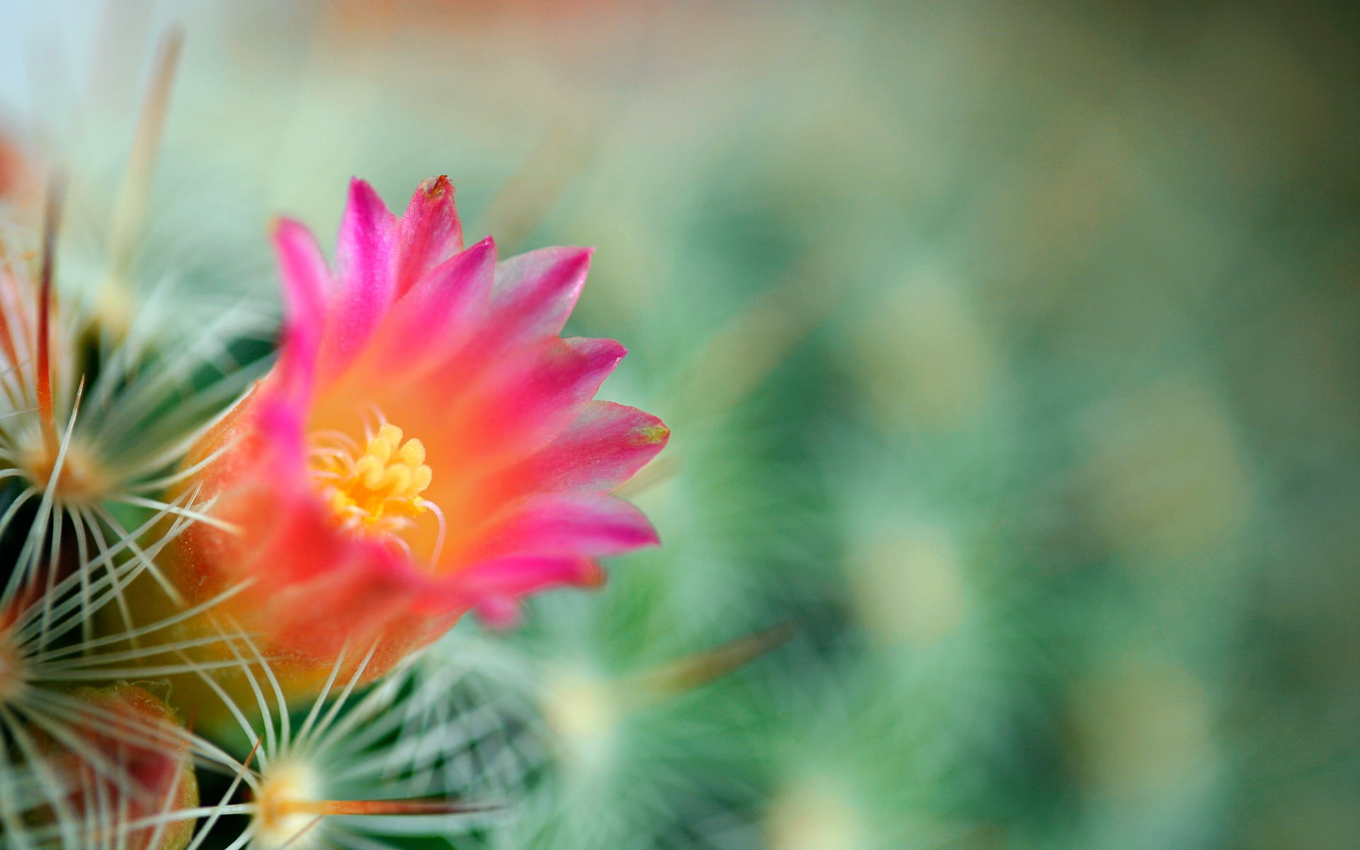 needles, 1080P, cactus, flower, green, background, HD Wallpaper