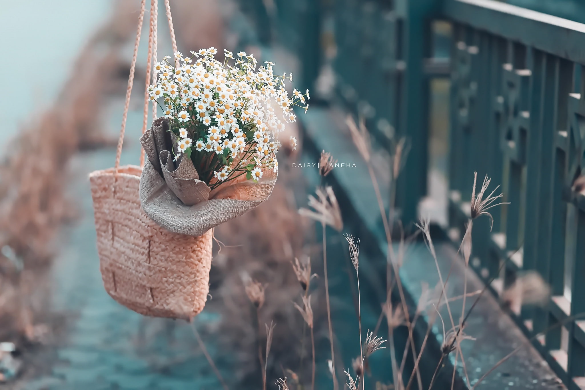 plants, flower pot, cactus, selective focus, succulent plant, growth, flowering plant, flower, plant, potted plant, beauty in nature, sunlight, wood - material, HD Wallpaper