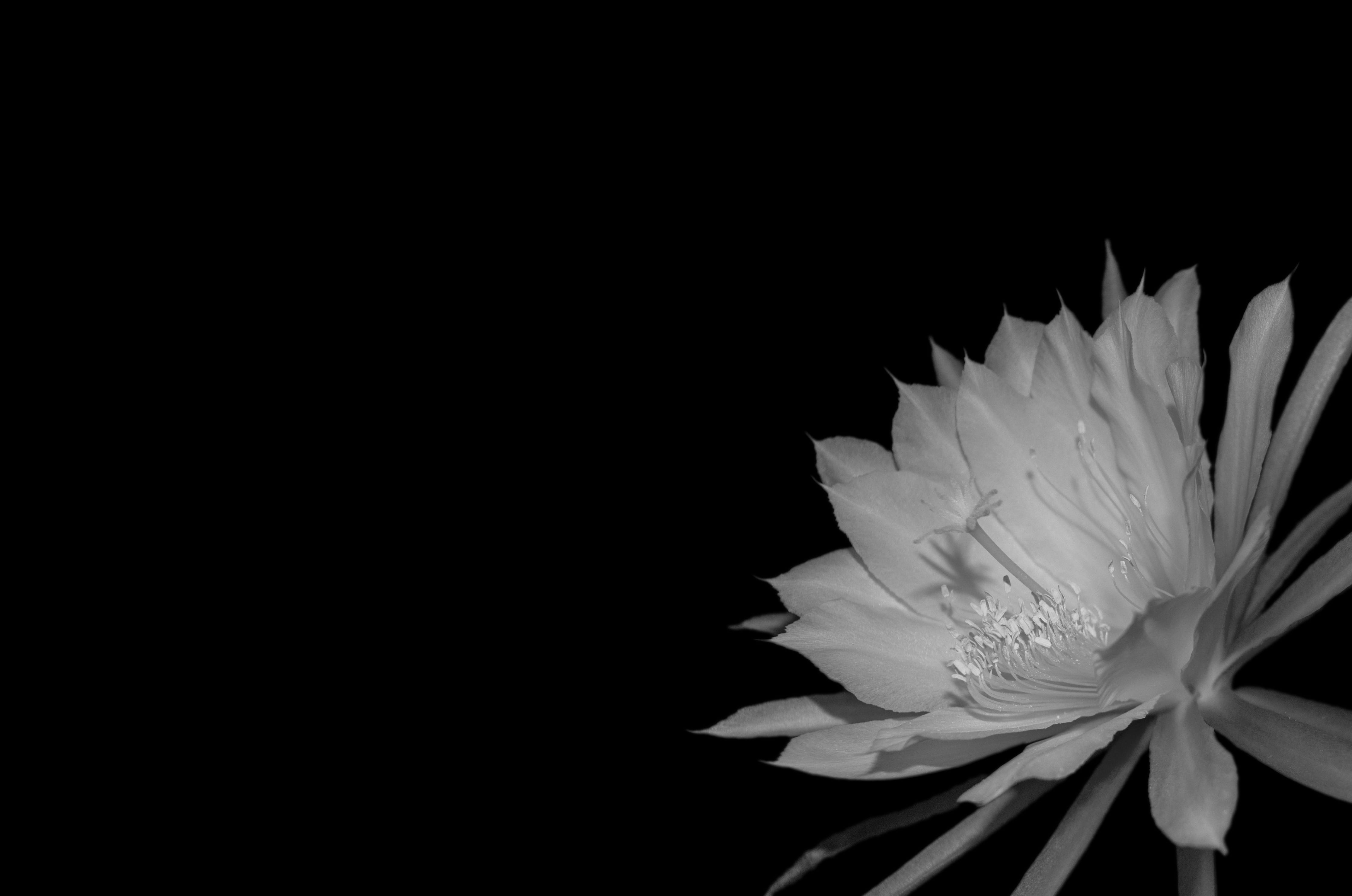 inflorescence, pollen, studio shot, freshness, exotic, black and white, 4K, petal, flowering plant, copy space, blossom, nature, black white, vulnerability, HD Wallpaper