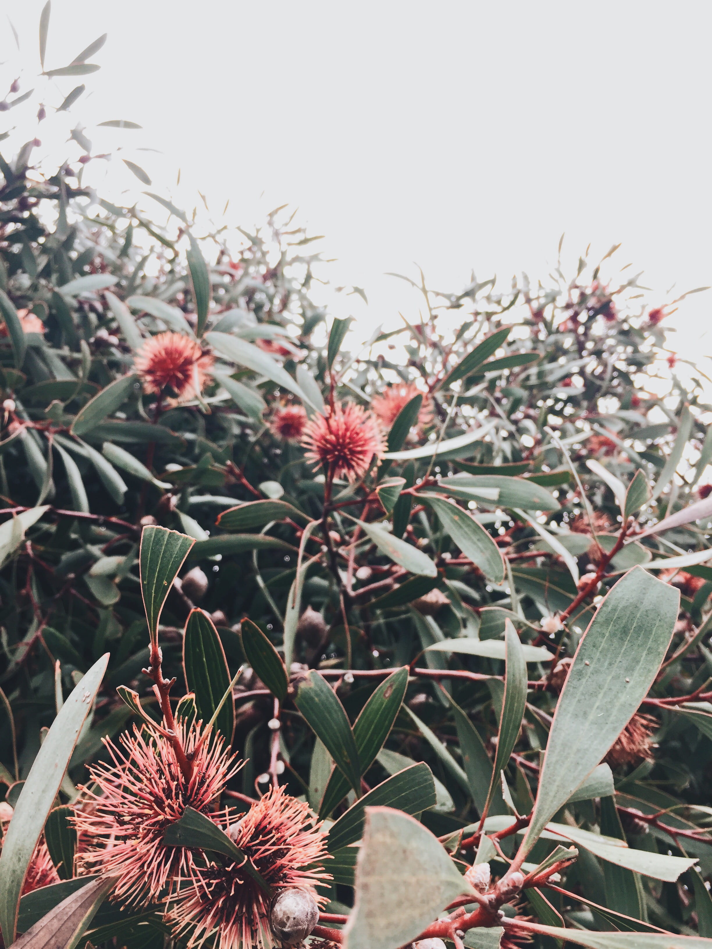 focus on foreground, day, flower head, vulnerability, bush, plant part, plant, cactus, australia, beauty in nature, succulent plant, white, outdoors, fragility, Phone HD Wallpaper