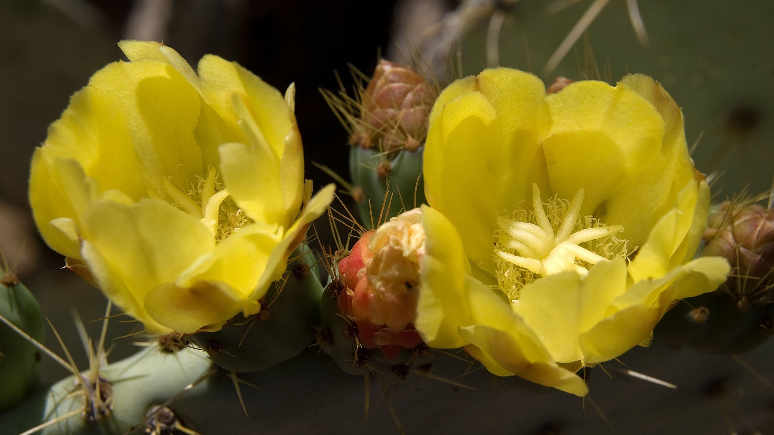 yellow, cactus, flower arrangement, bouquet, springtime, plant, nature, beauty in nature, outdoors, inflorescence, fragility, prickly pear cactus, no people, HD Wallpaper