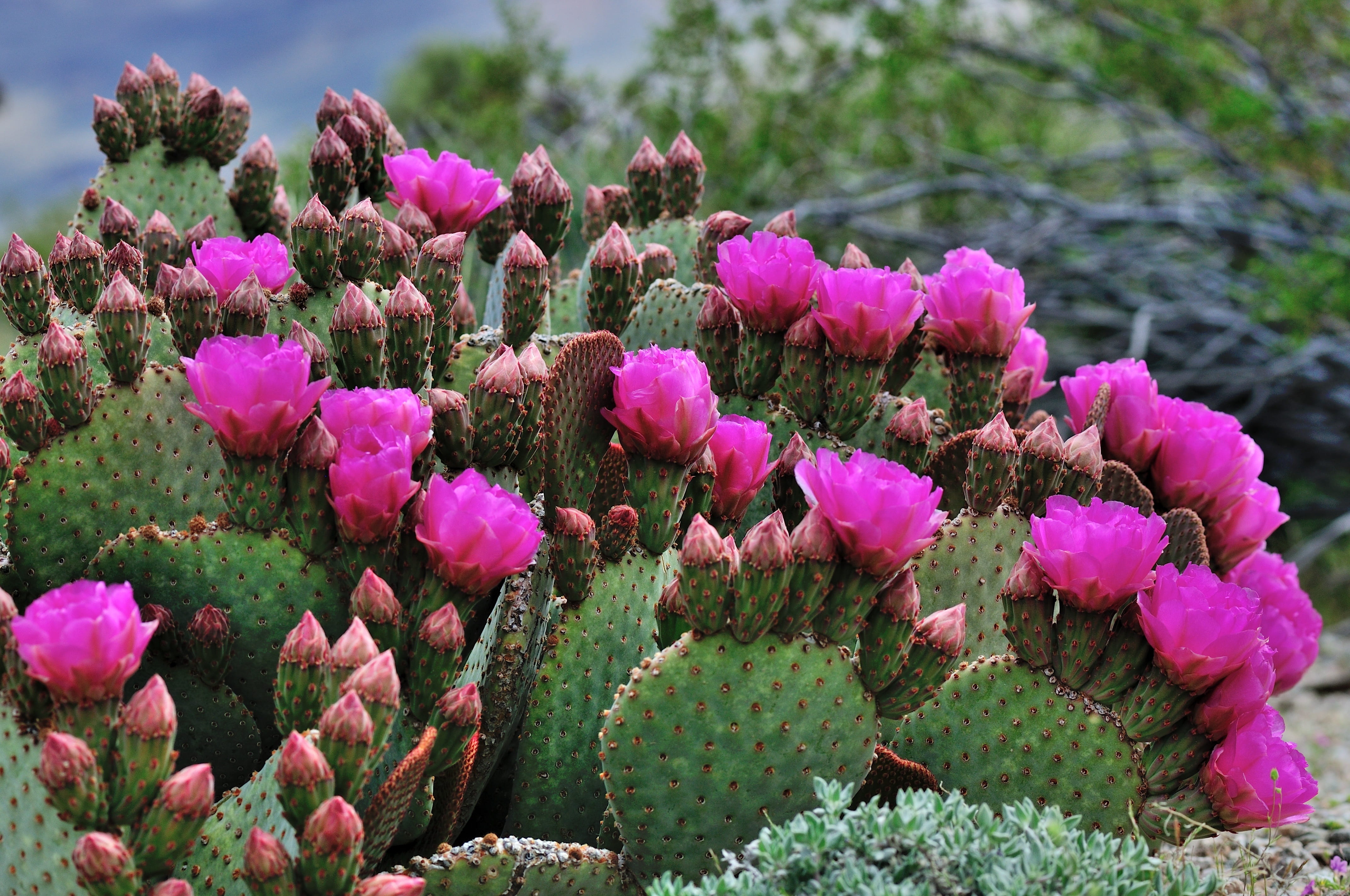 cactus, beauty in nature, 4K, outdoors, vulnerability, no people, flower head, fragility, succulent plant, pink, spring, petaled, growth, plant, land, HD Wallpaper