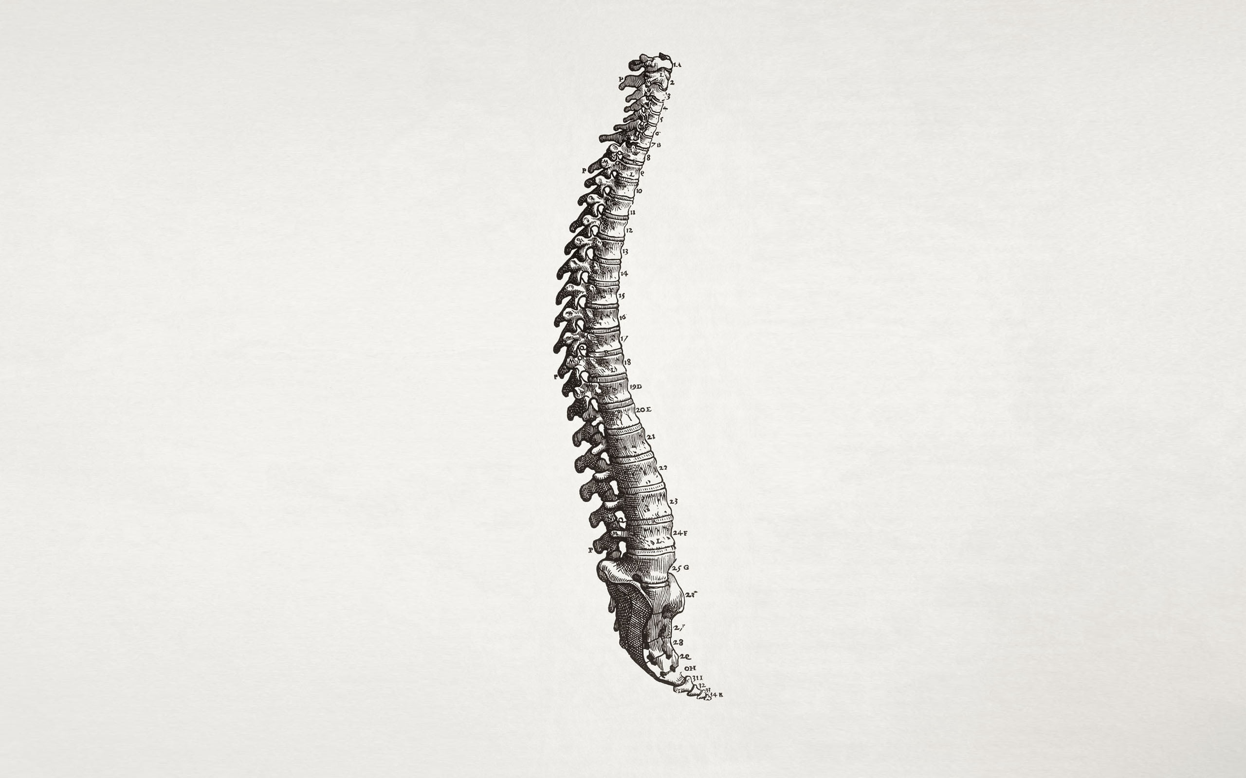 isolated, black And White, larva, caterpillar, design, 2K, white background, wellbeing, animal, spine, shape, science, freshness, indoors, human Spine, HD Wallpaper