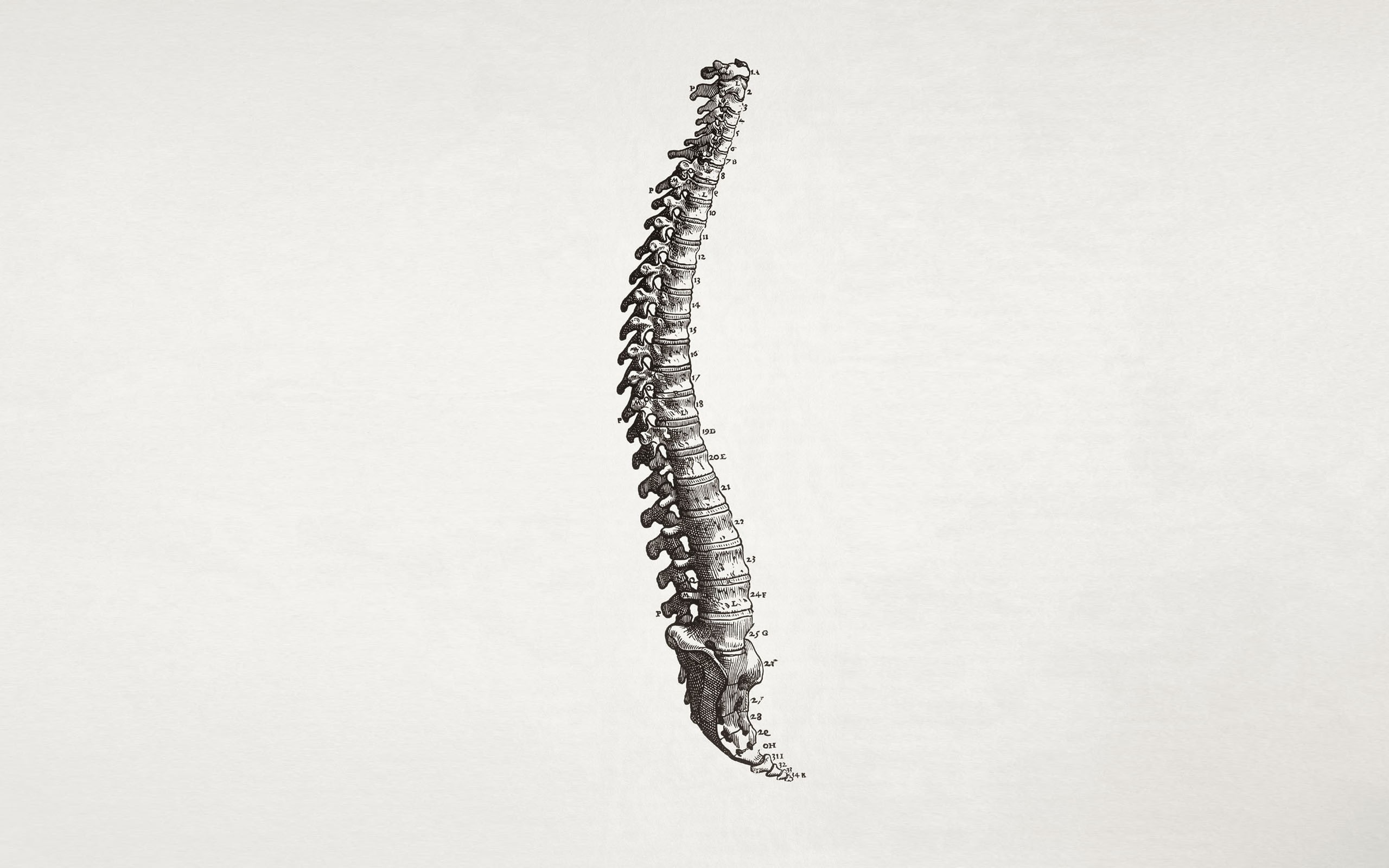 medicine, spine, simple background, bones, minimalism, 2K, HD Wallpaper