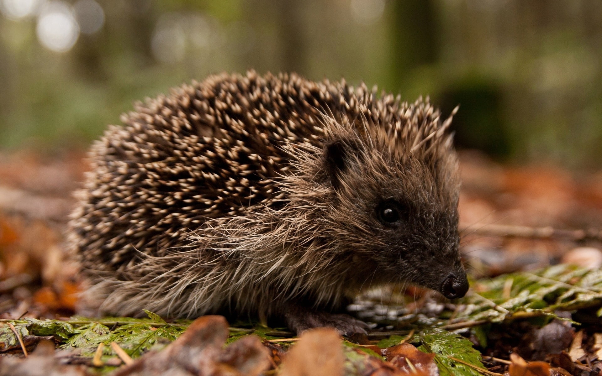 small, plant, autumn, brown, animal, nature, leaves, animal wildlife, animals In The Wild, selective focus, muzzle, spines, plant part, wildlife, green Color, HD Wallpaper