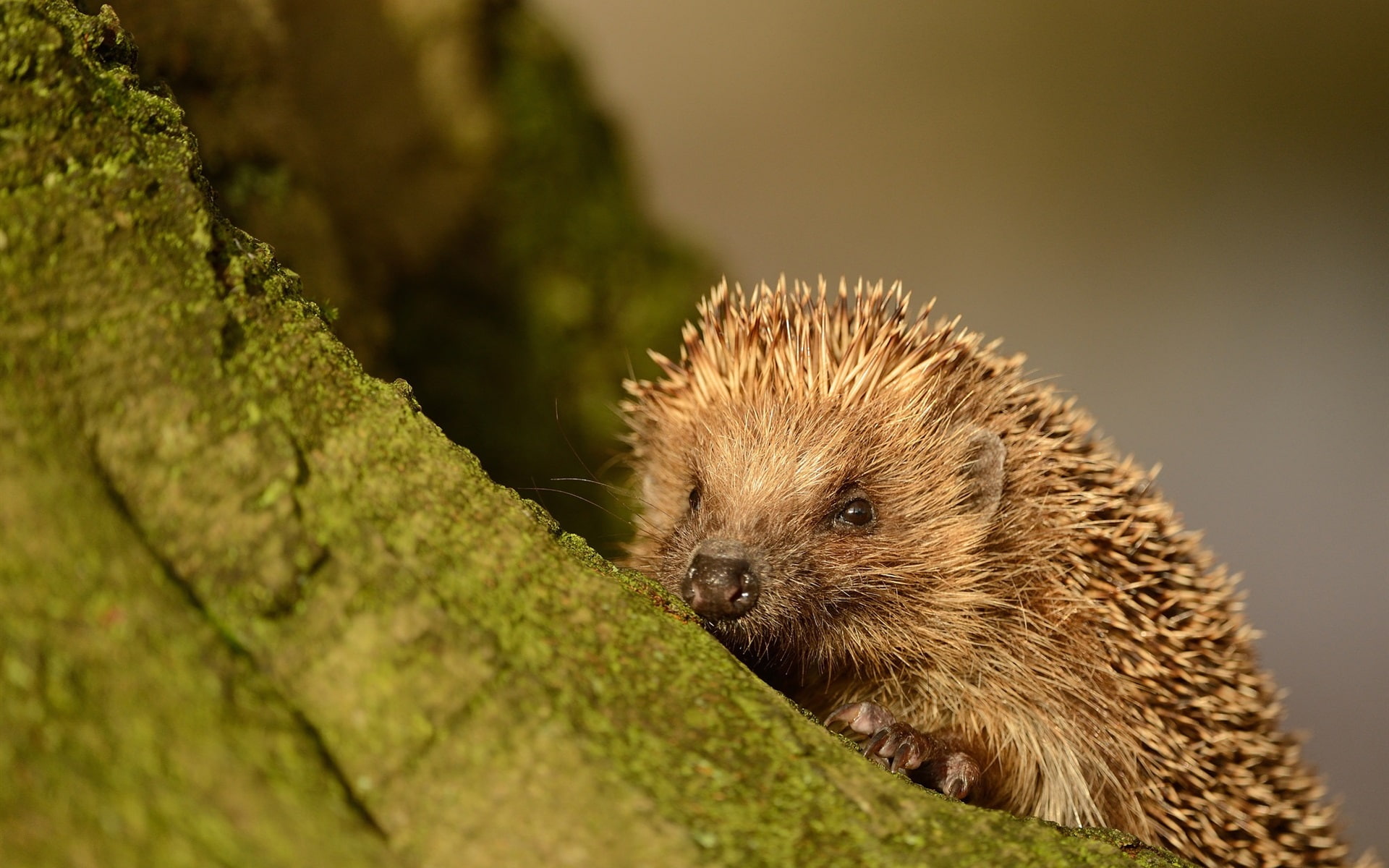 1080P, Animal, Spines, Small, Hedgehog, HD Wallpaper