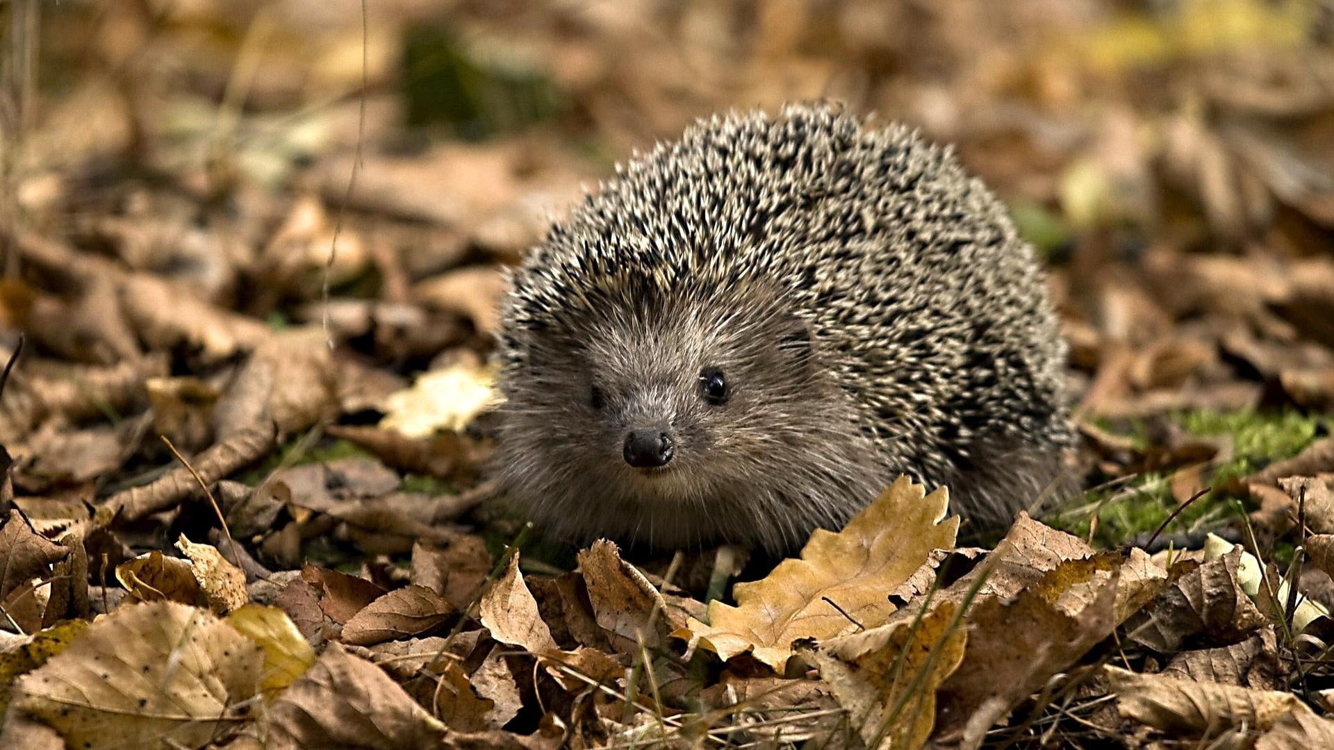 gray, spines, porcupine, close-up, young Animal, autumn, cute, forest, looking at camera, grasses, looking, animal, 1080P, bristle - Animal Part, no people, HD Wallpaper