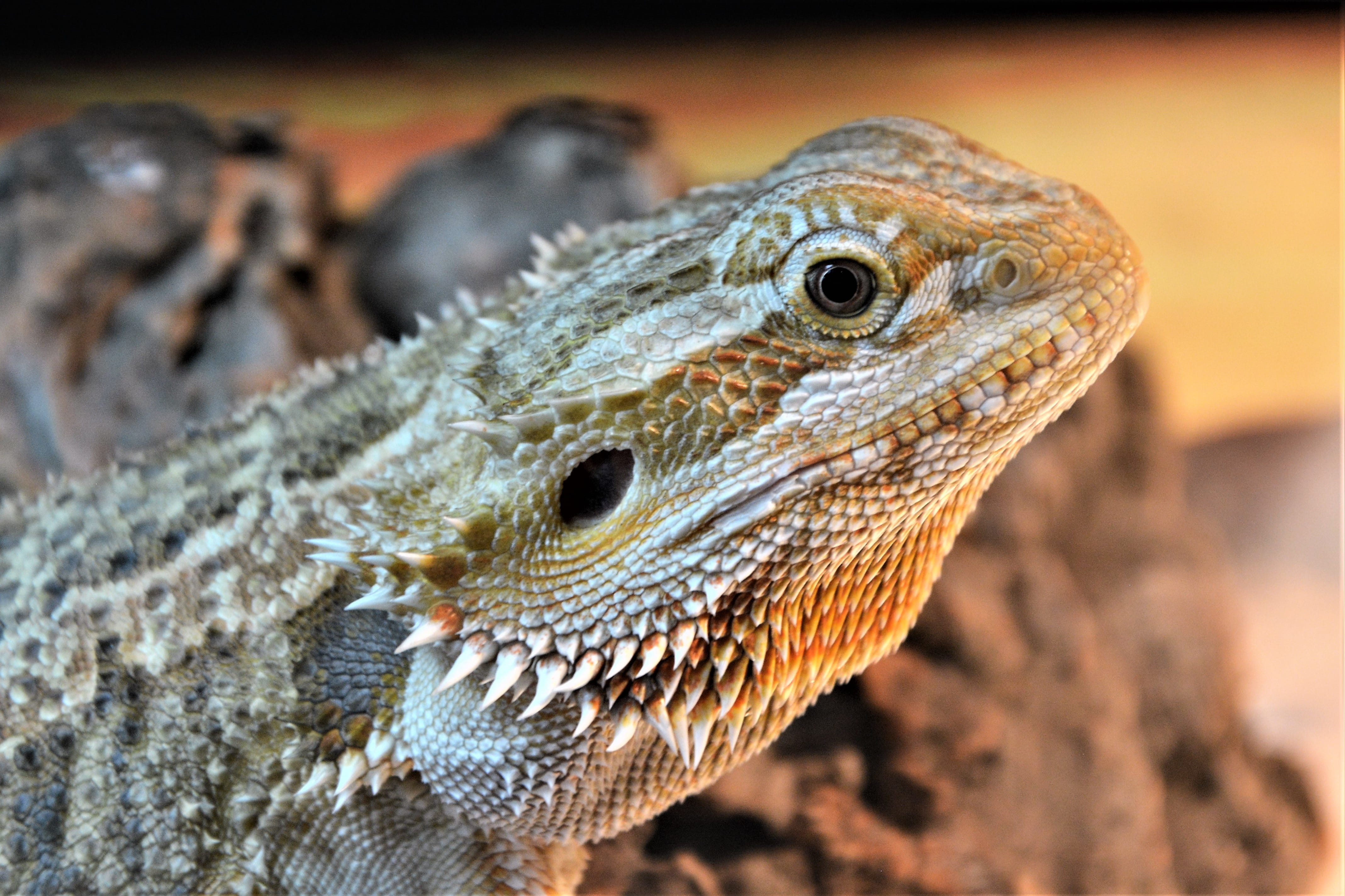 ear, 4K, animal body part, profile, no people, staring, young, focus on foreground, animal, animal wildlife, baby, spurs, closeup, amphibian, sharp, eye, HD Wallpaper
