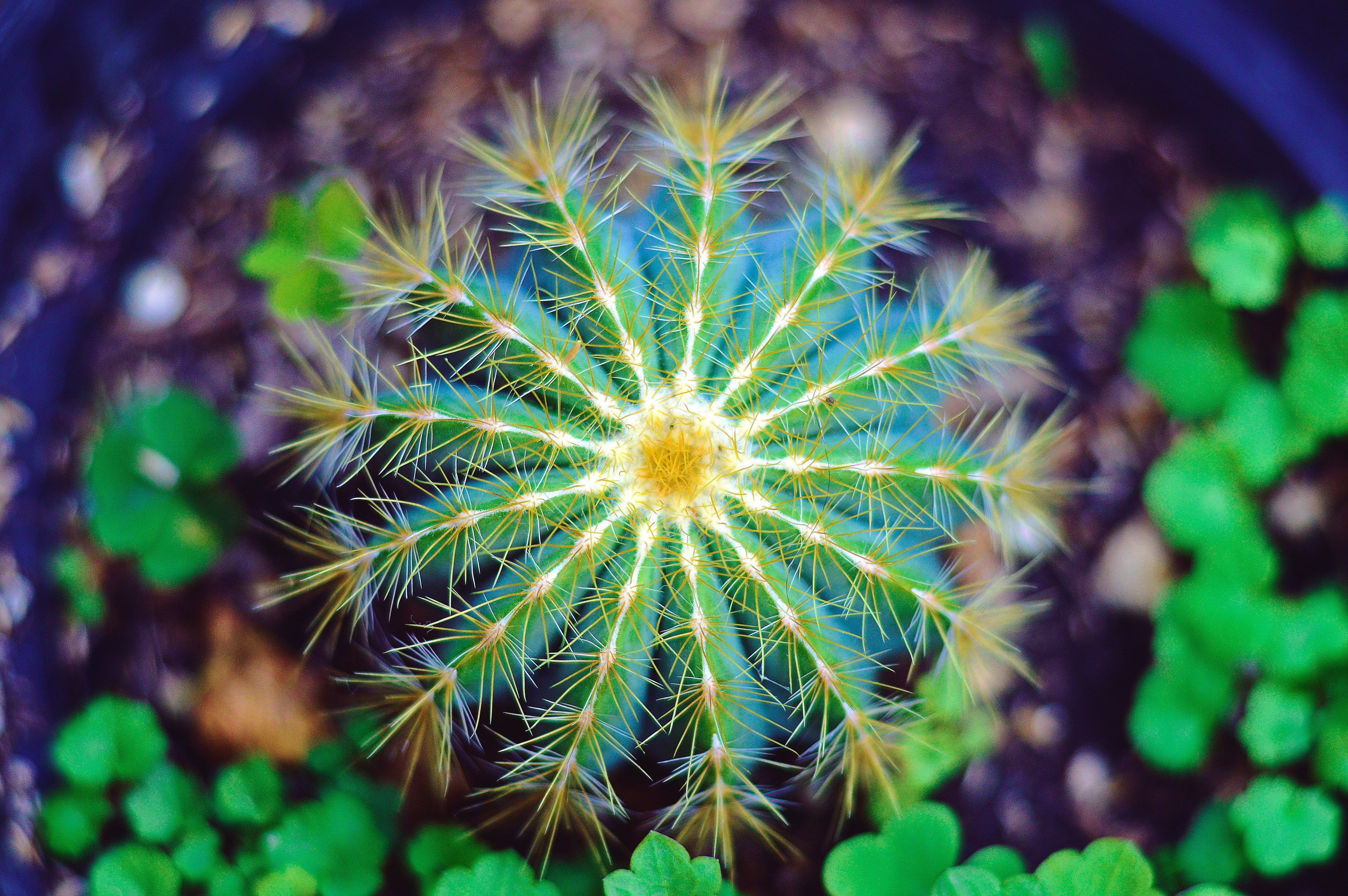 Cactus flower, Spines, Macro, Thorns, 5K, 5K, HD Wallpaper