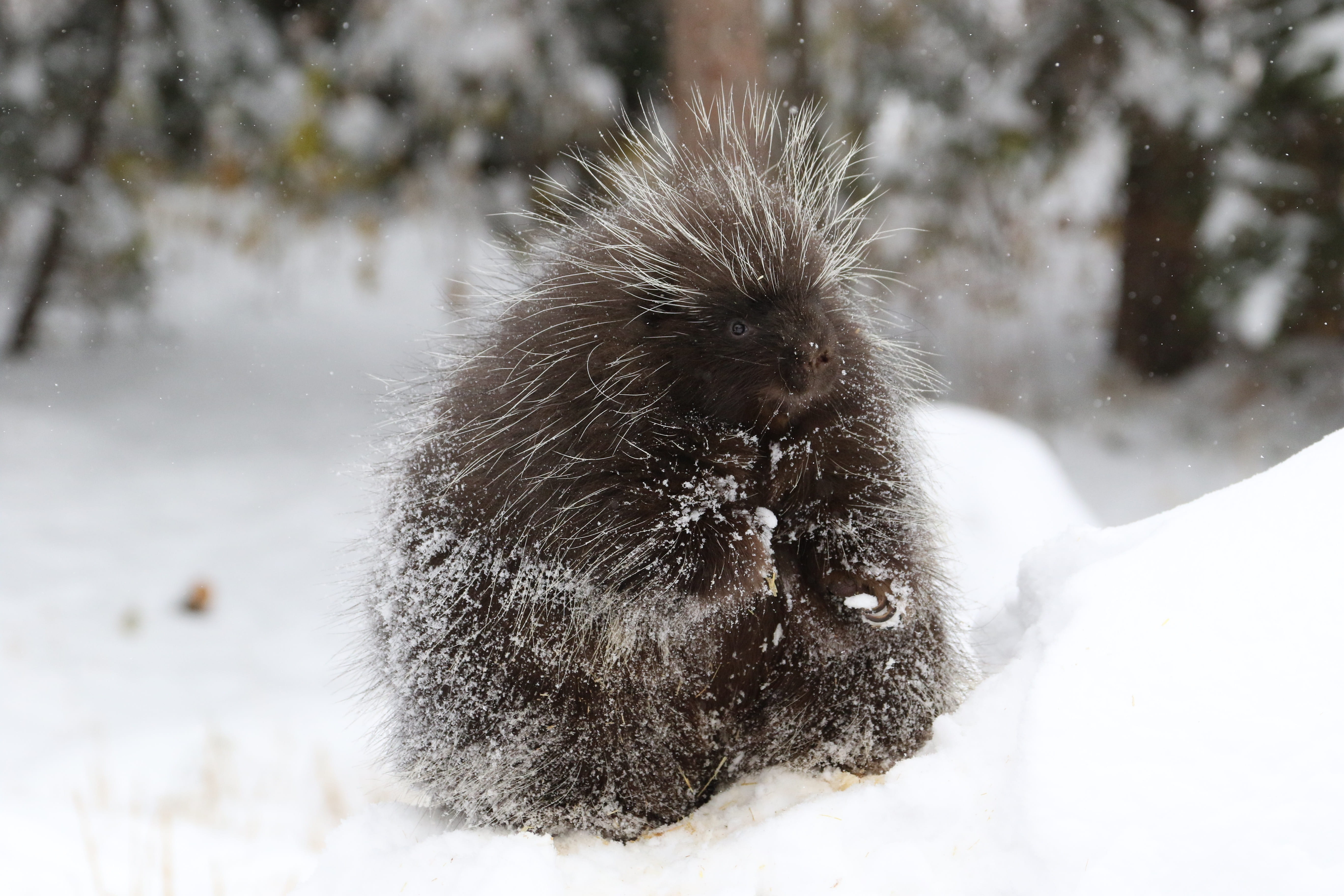 no people, frozen, hair, animal wildlife, mammal, winter, focus on foreground, one animal, 5K, bristle, snow, bear, prickly, animal themes, animals in the wild, HD Wallpaper