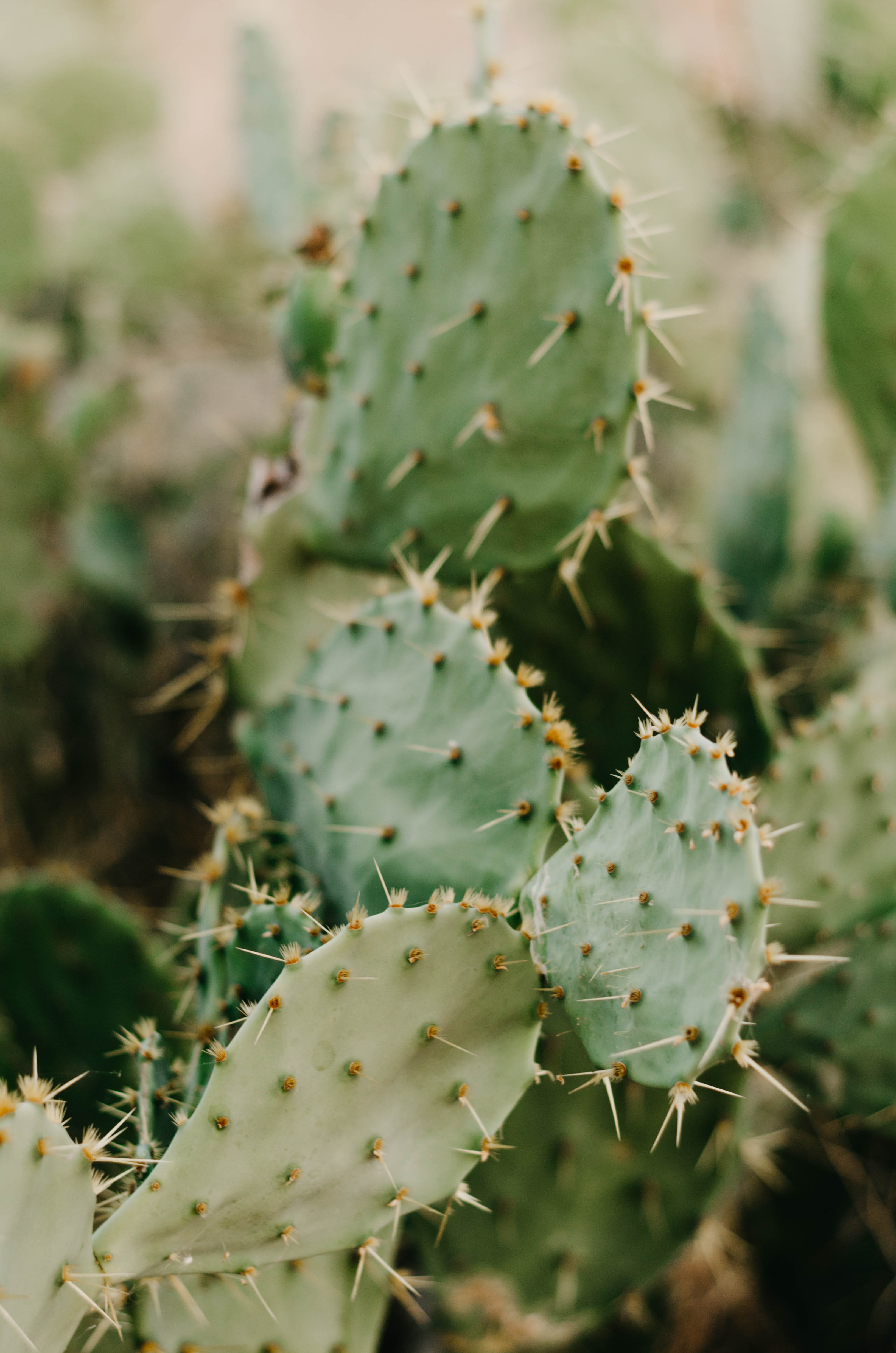 food, cacti, spike, prickly pear cactus, sharp, no people, green color, 4K, selective focus, school, nature, spiky, clothing, sprout, wildlife, beauty in nature, Phone HD Wallpaper
