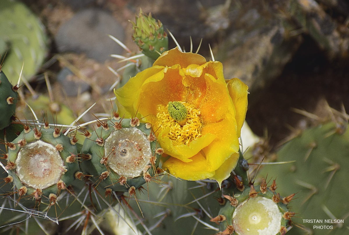 480P, thorn, vulnerability, flower, fragility, flower head, beauty in nature, cactus, arid climate, outdoors, close-up, no people, growth, closeup, nature, HD Wallpaper