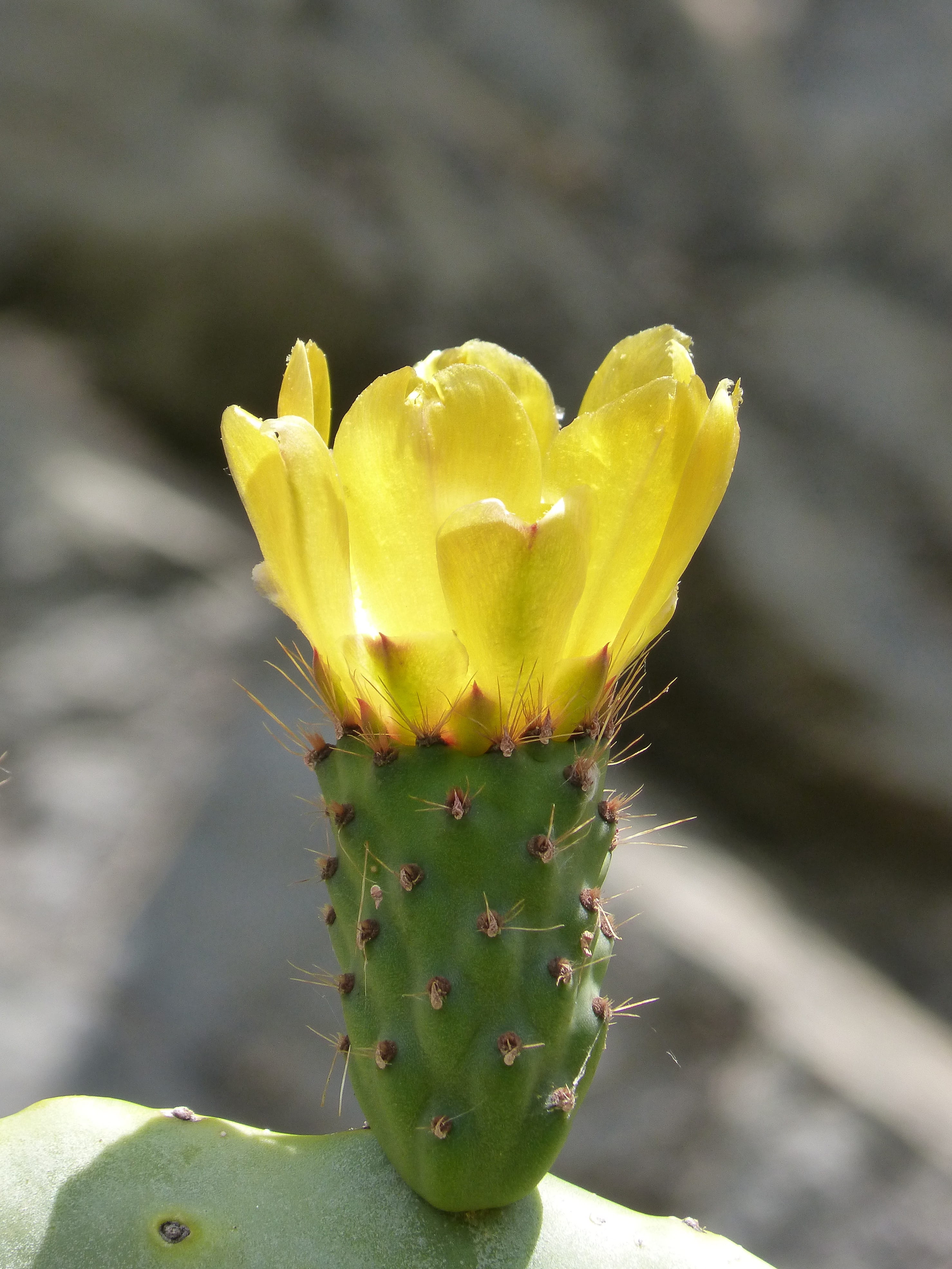 freshness, close-up, flower, plant, nature, inflorescence, fragility, prickly pear, beauty in nature, day, flowering plant, flor de nopal, cactus, succulent plant, Phone HD Wallpaper