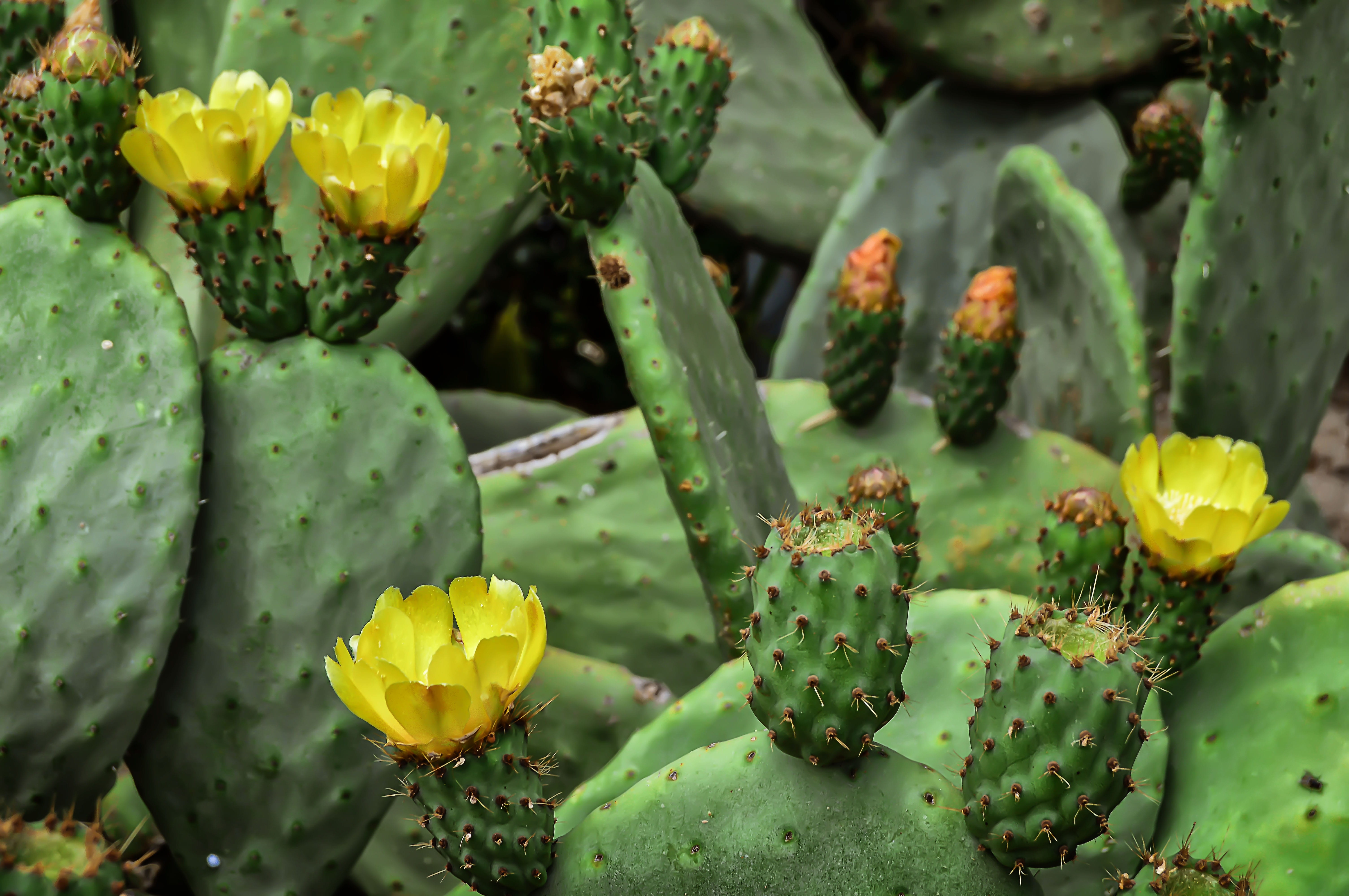 focus on foreground, flowering plant, thorn, green color, sharp, nature, growth, day, flowering, outdoors, succulent plant, flower, cactus, 5K, prickly pear, HD Wallpaper