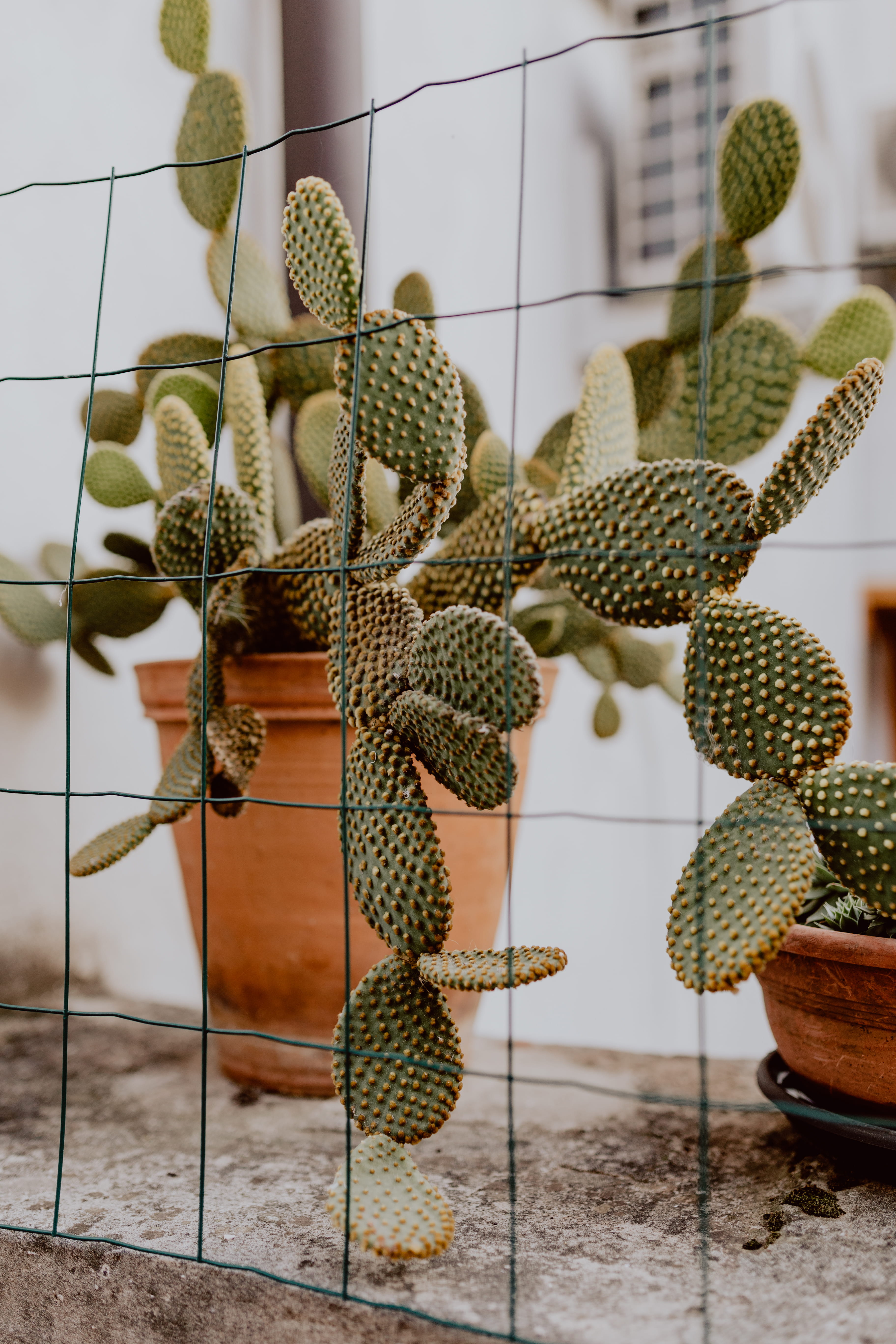 day, Prickly pear, no people, art and craft, plant, retail display, cactus, still life, human representation, 5K, window, close-up, focus on foreground, Phone HD Wallpaper
