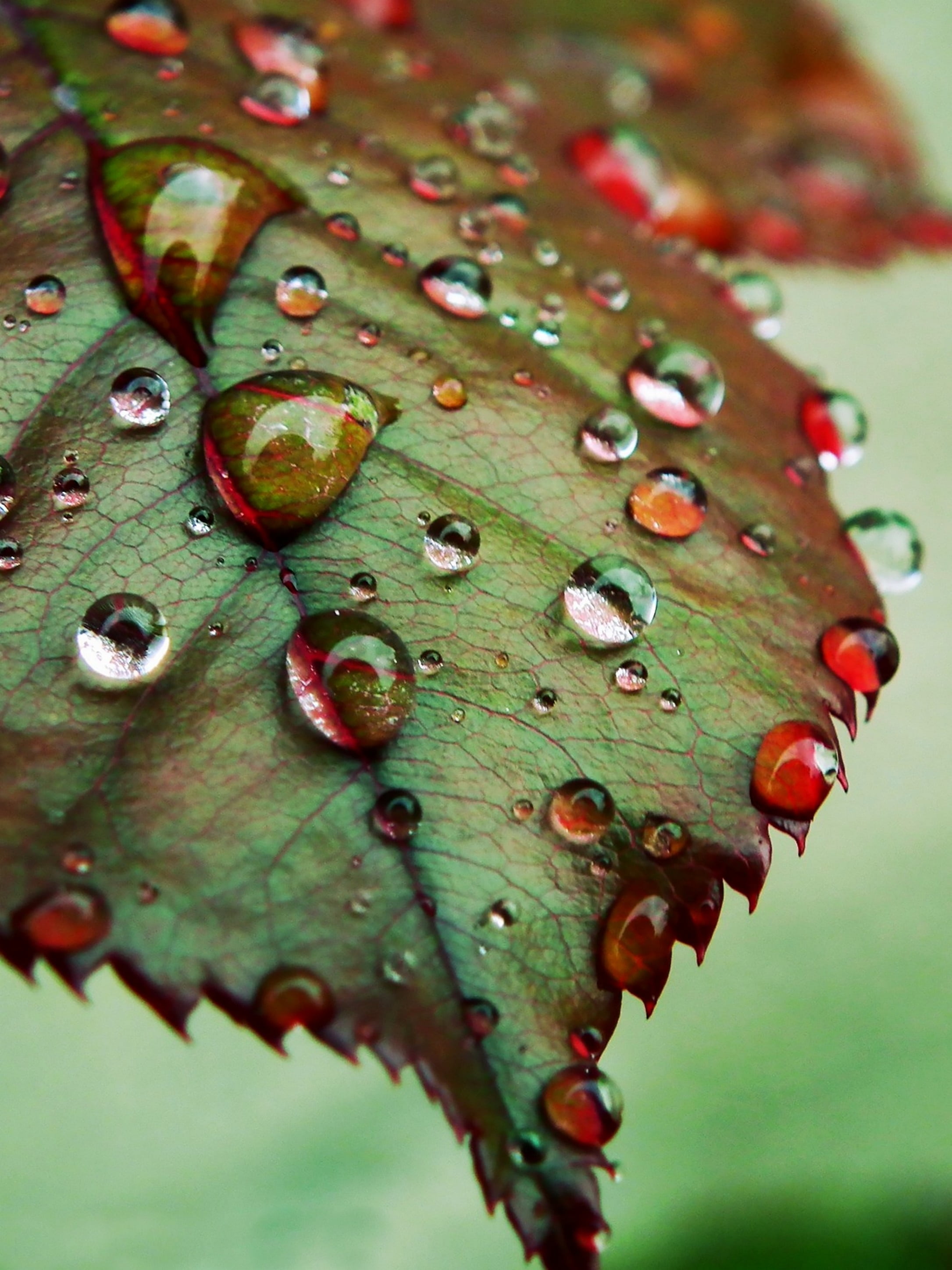 close, spiked, macro, plant part, dew, water, winter, drops, wet, day, outdoors, green color, nature, fruit, rain, drop, leaf, raindrop, red, photography, Phone HD Wallpaper
