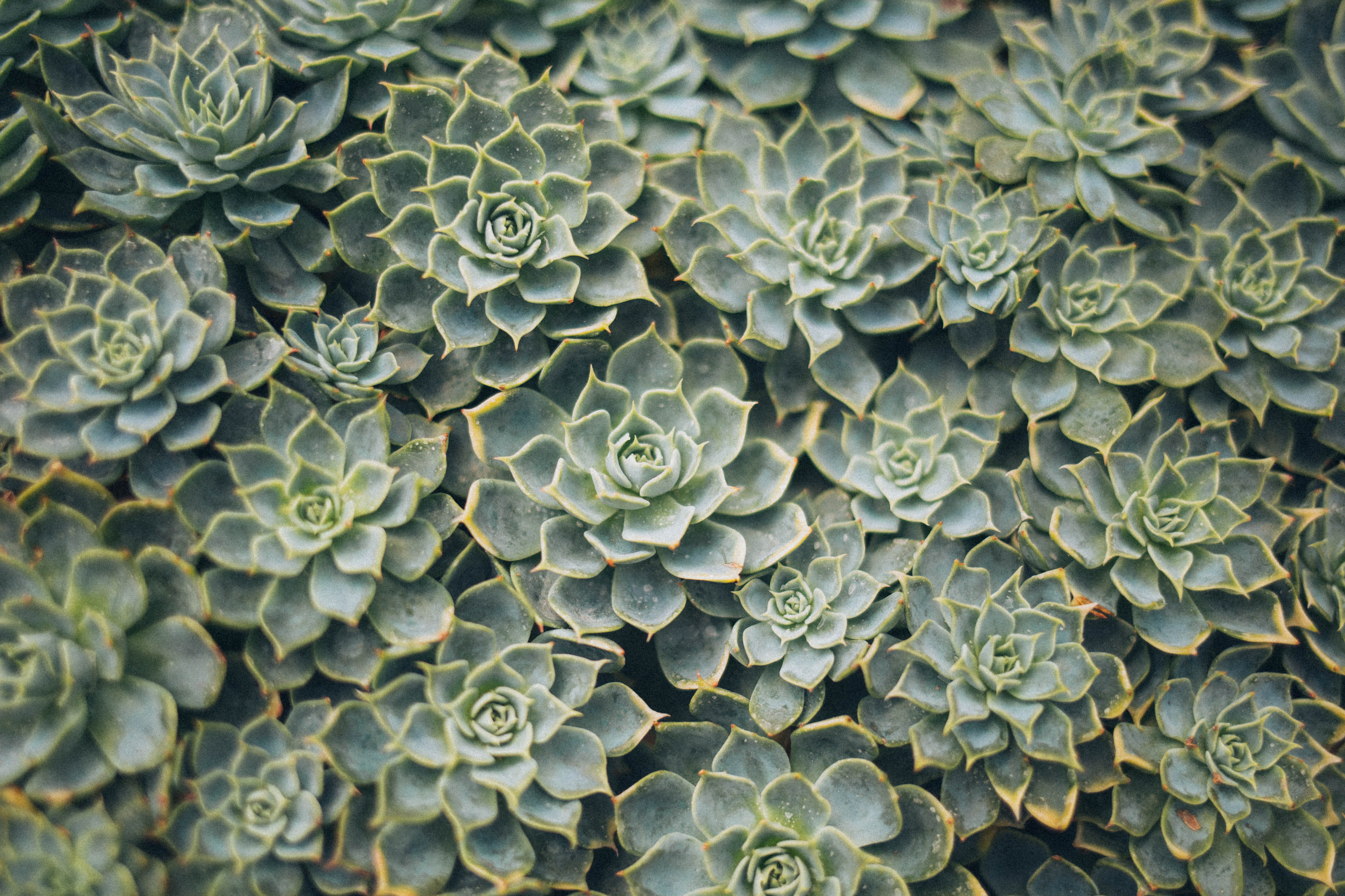 shape, succulent, growth, day, cactus plant, directly above, cacti, cactuses, garden, photography, plant, large group of objects, no people, natural pattern, HD Wallpaper