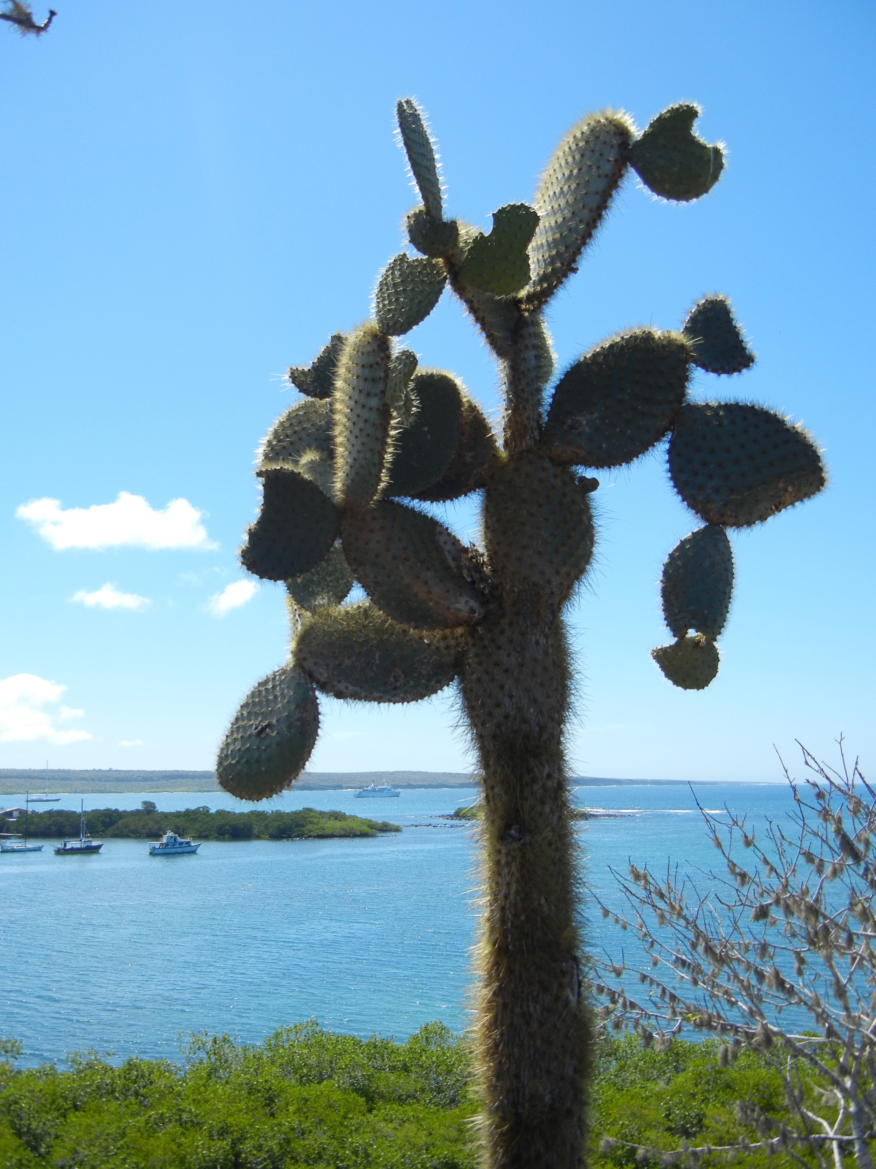 nature, scenic, outdoors, galapagos, sunlight, sky, water, cactus, growth, tranquility, no people, 4K, plant, scenics - nature, cloud - sky, tranquil scene, Phone HD Wallpaper