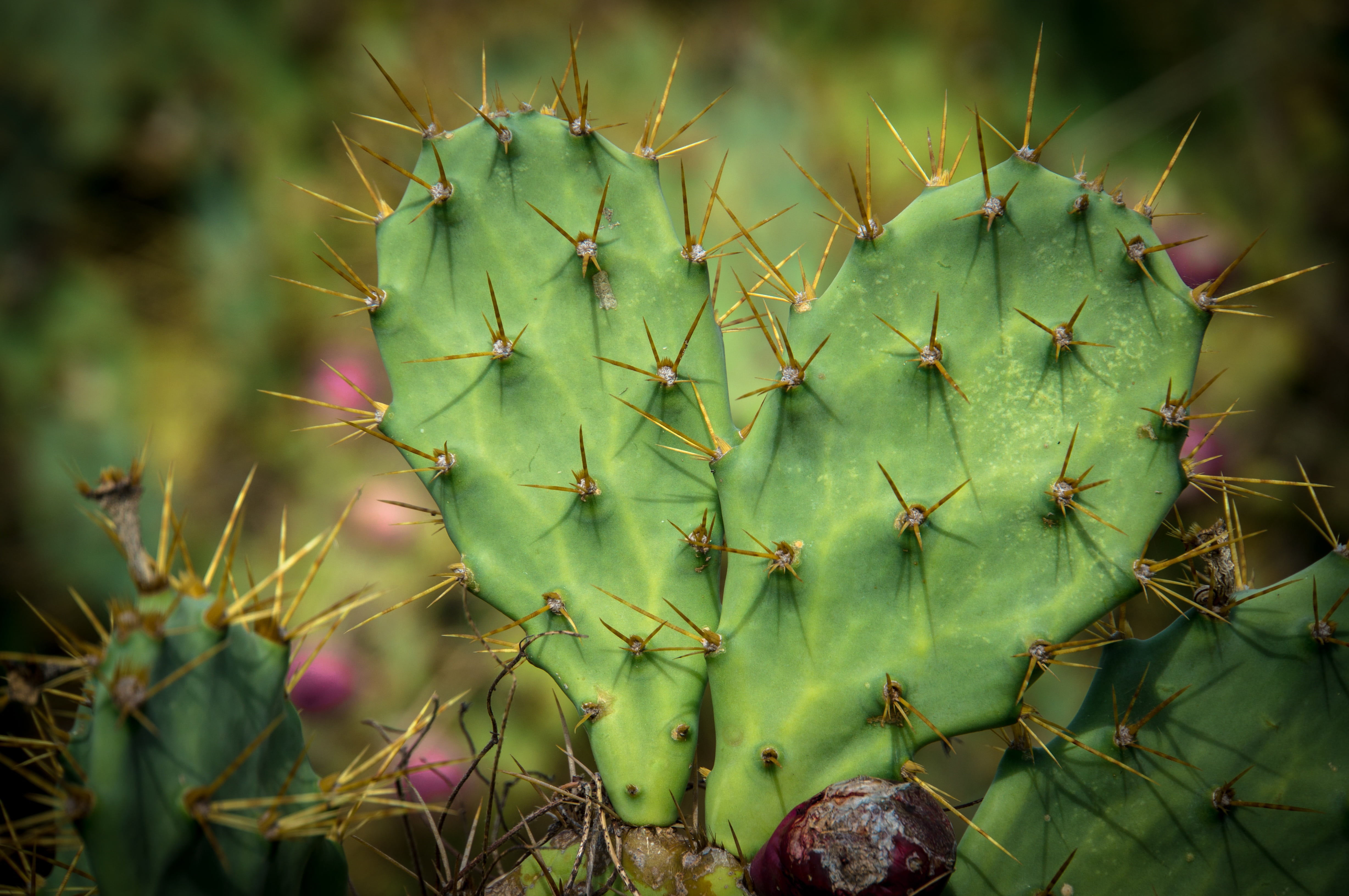 warning sign, growth, focus on foreground, prickly Pear Cactus, love, desert, nature, prickly pear, beauty in nature, outdoors, day, cactus, thorn, sign, HD Wallpaper
