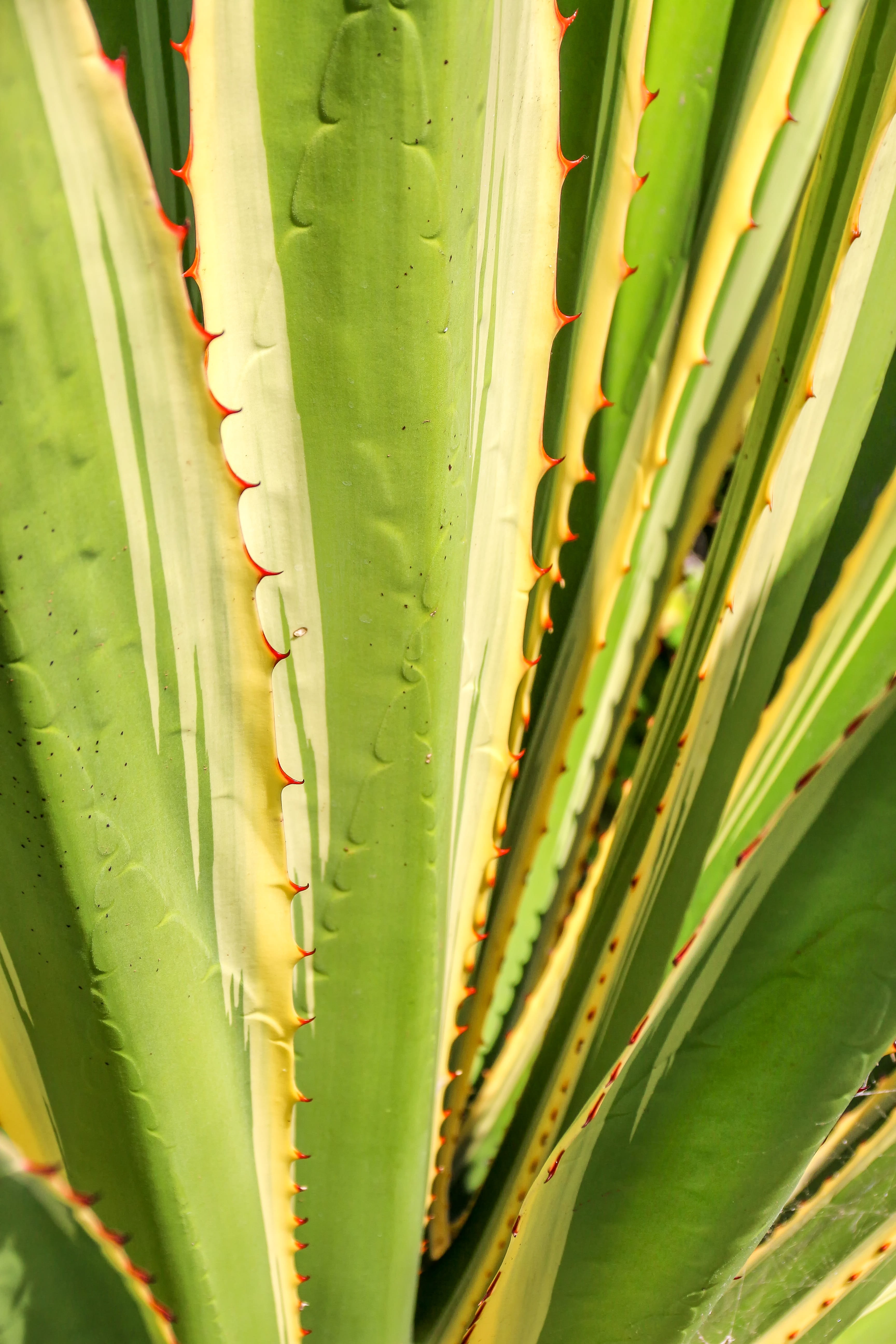 leaves, thorn, pointed, 5K, spiked, nature, prickly, meaty, growth, green, aloe vera, plant part, succulent, close-up, focus on foreground, agavengewächs, Phone HD Wallpaper