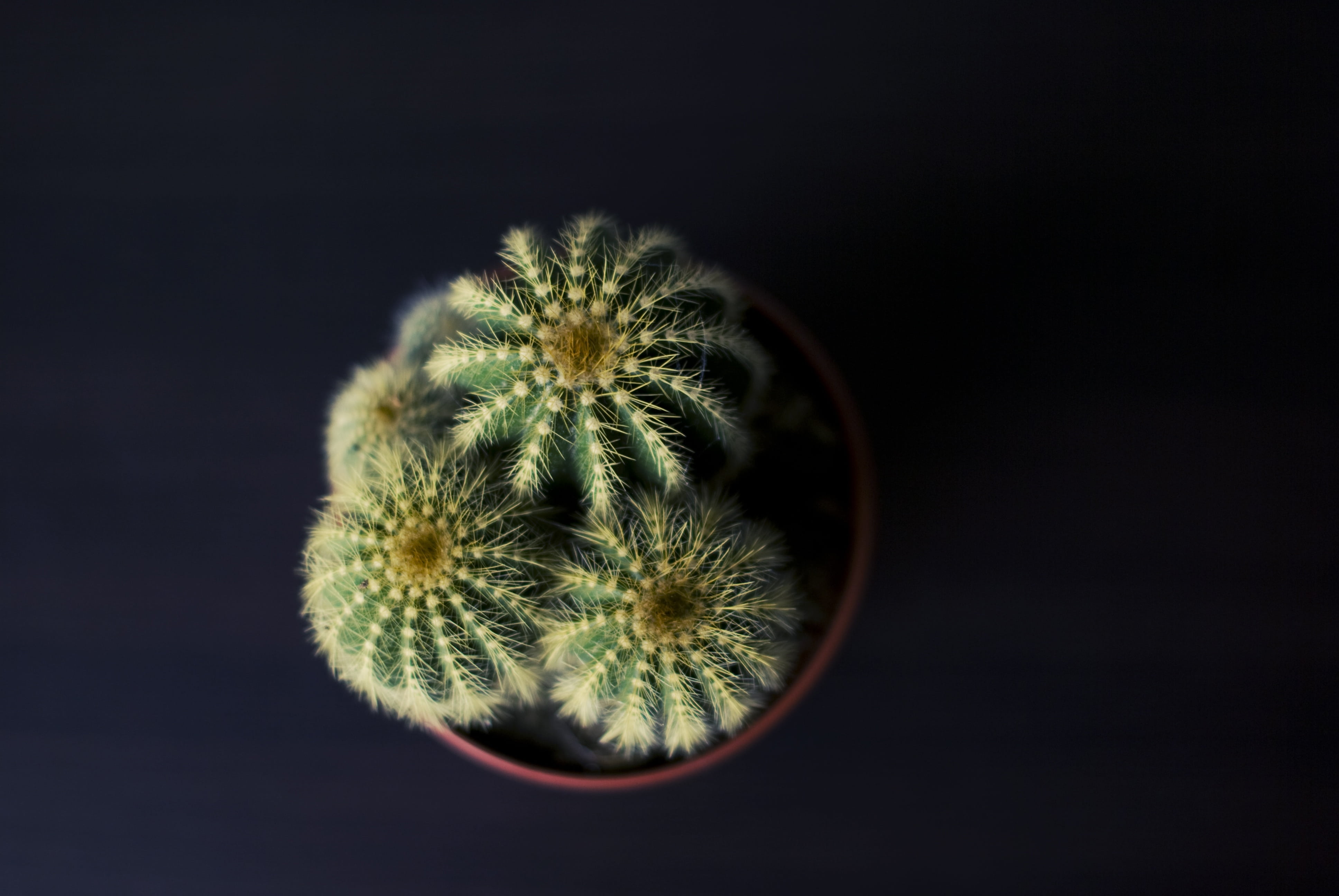 indoors, beauty in nature, studio shot, fragility, animal themes, no people, cactus, focus on foreground, nature, green, 4K, copy space, tropical, cacti, HD Wallpaper