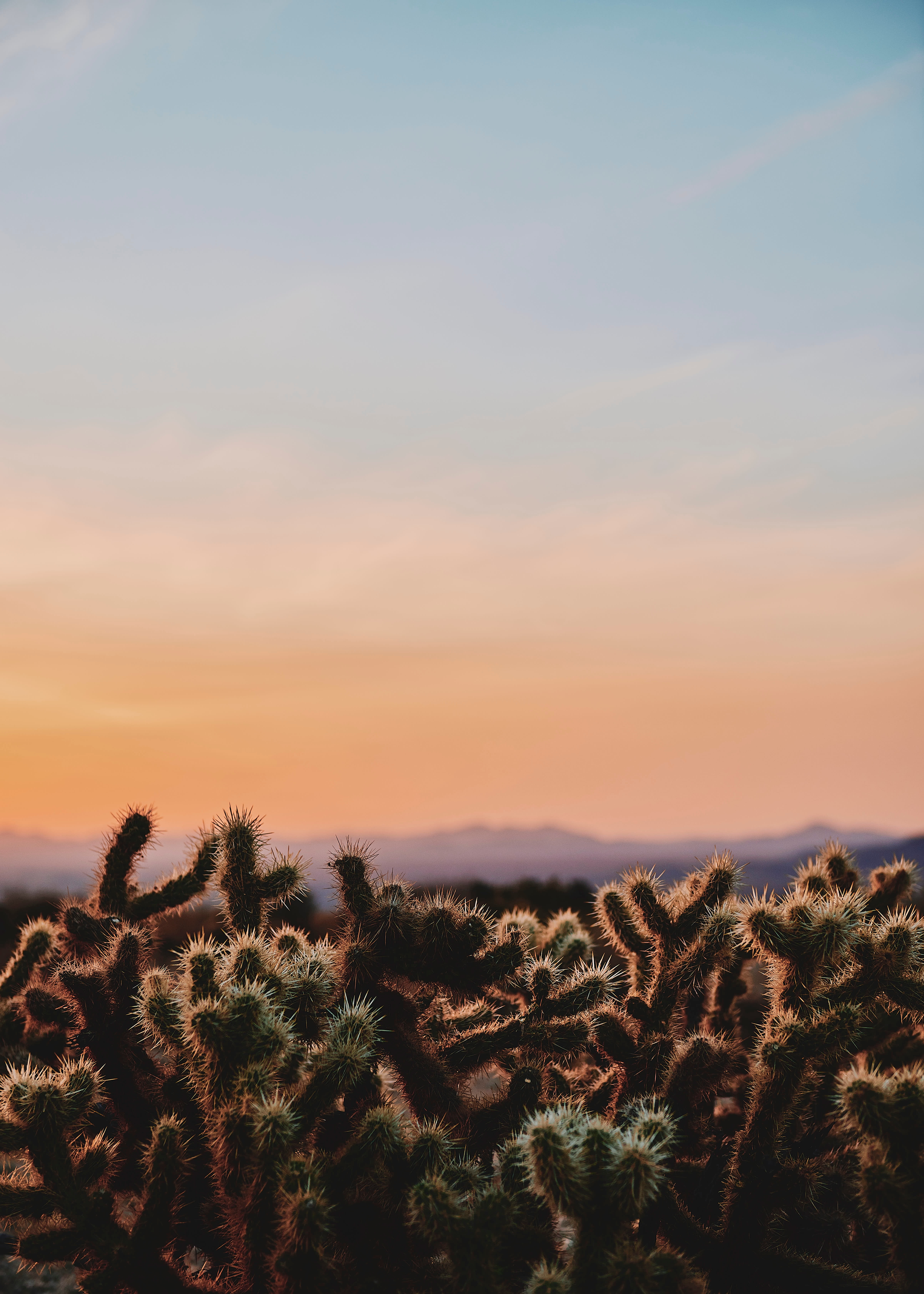 5K, joshua tree national park, california, usa, spiny, evening, wilderness, cactus, desert, Phone HD Wallpaper