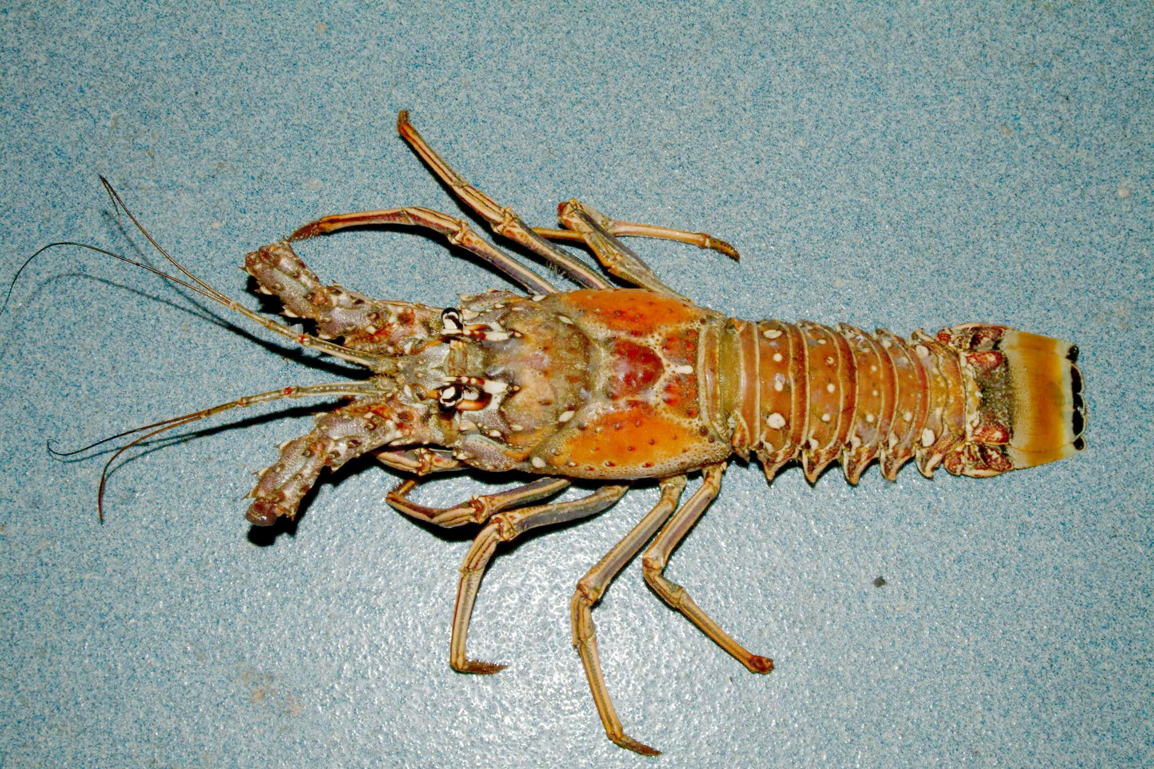 argus, studio shot, Panulirus argus, zoology, gourmet, caribbean, photos, insect, directly above, one animal, full length, 1080P, lobster, food, freshness, HD Wallpaper