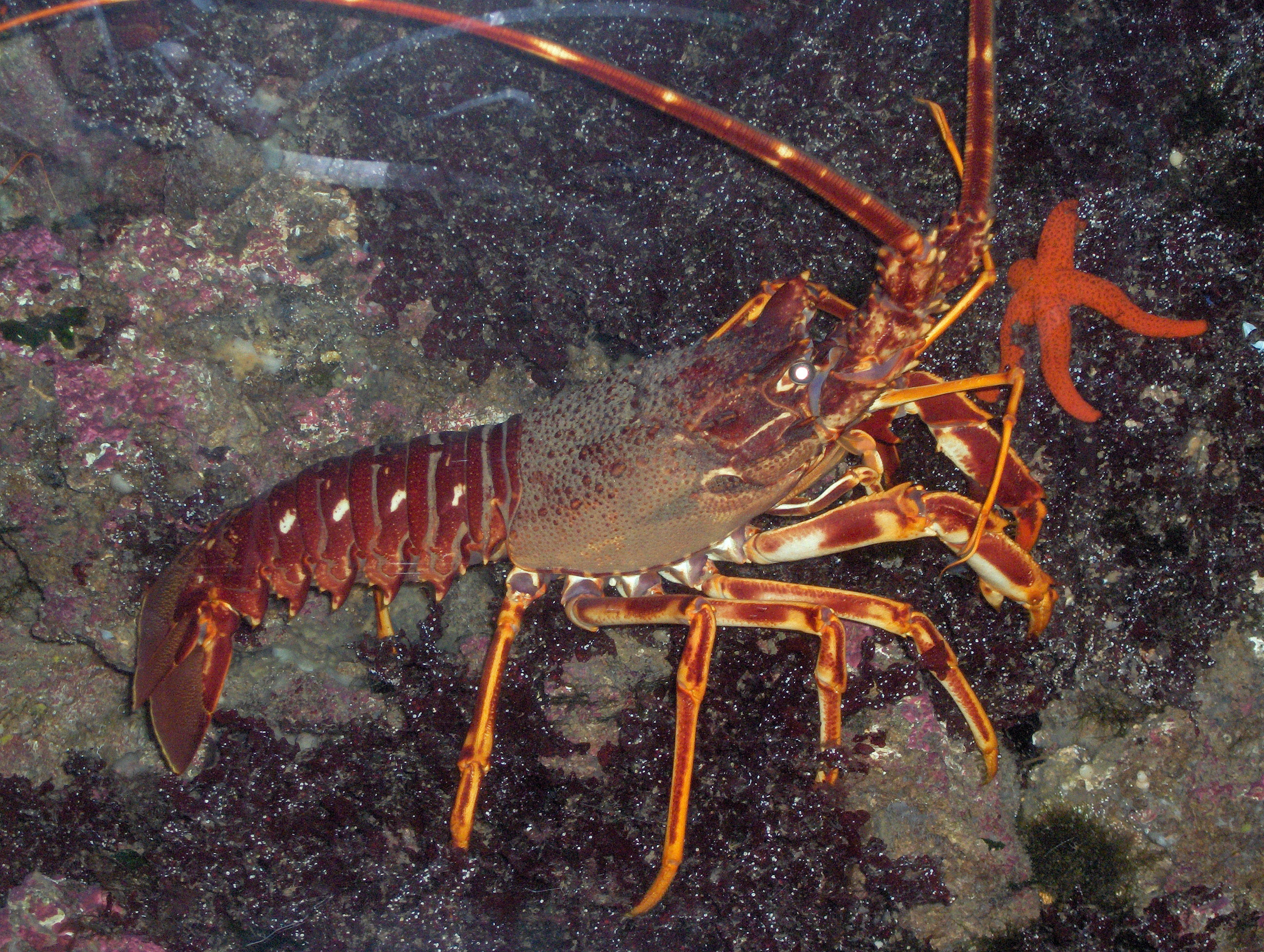 Animal, Lobster, Spiny Lobster, 2K, HD Wallpaper