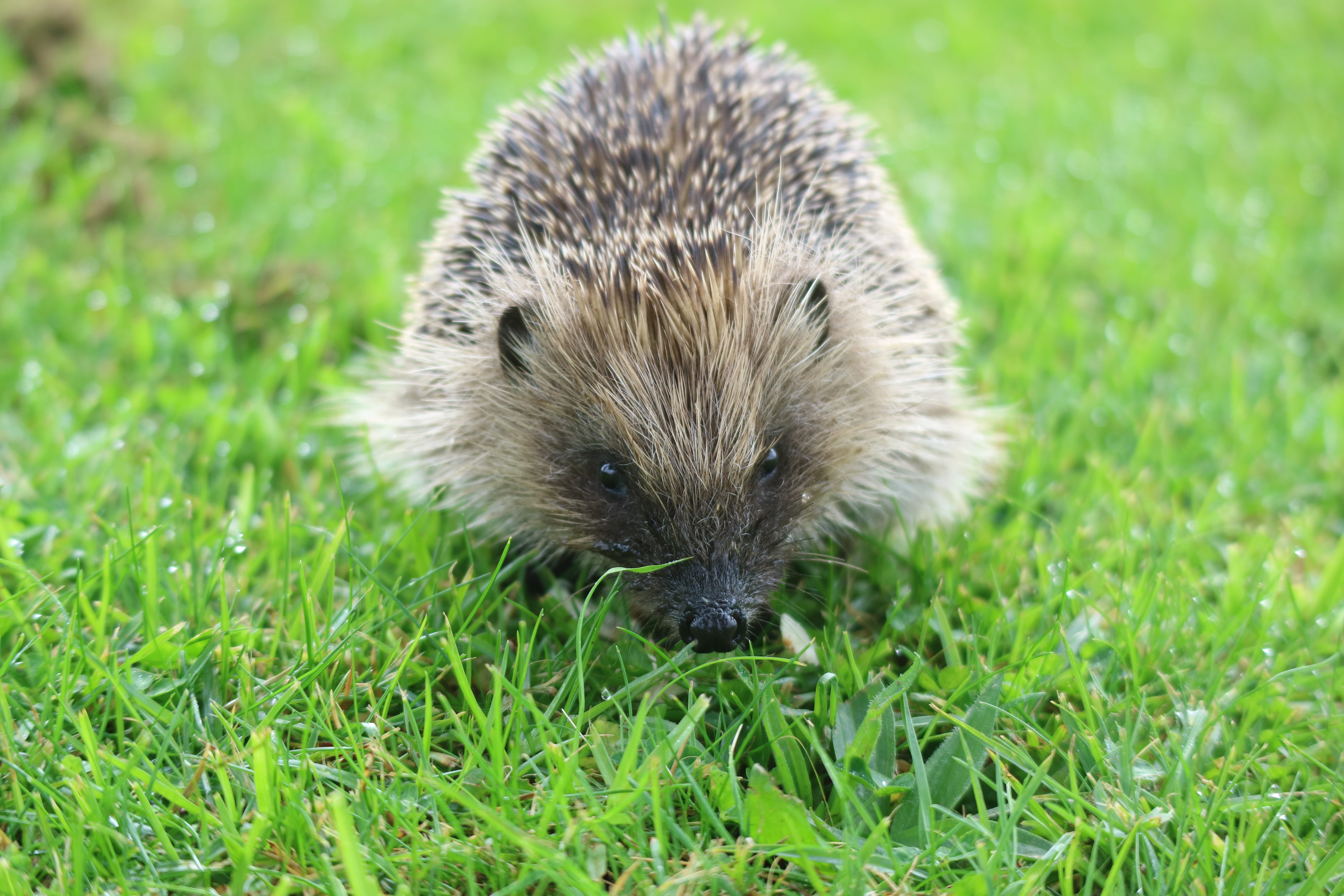 grass, ear, close-up, one animal, mammal, bright, vertebrate, animals in the wild, wildlife, brown, vibrant, nature, spike, nose, hog, young animal, outdoors, HD Wallpaper