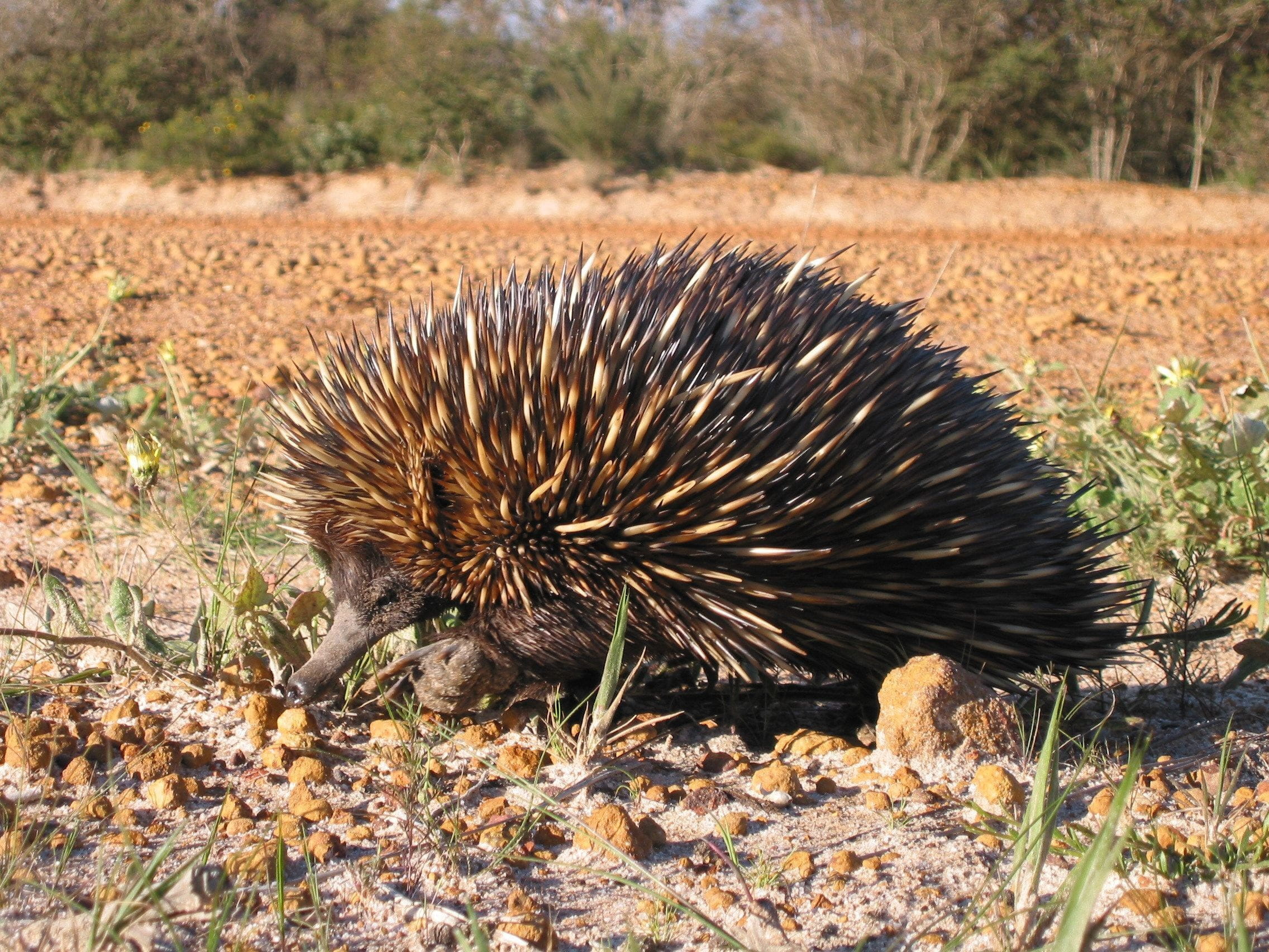 animals In The Wild, plant, field, hedgehog, nature, brown, sunlight, beaked, Spiny, animal wildlife, spiked, Anteater, no people, side view, echidna, vertebrate, HD Wallpaper